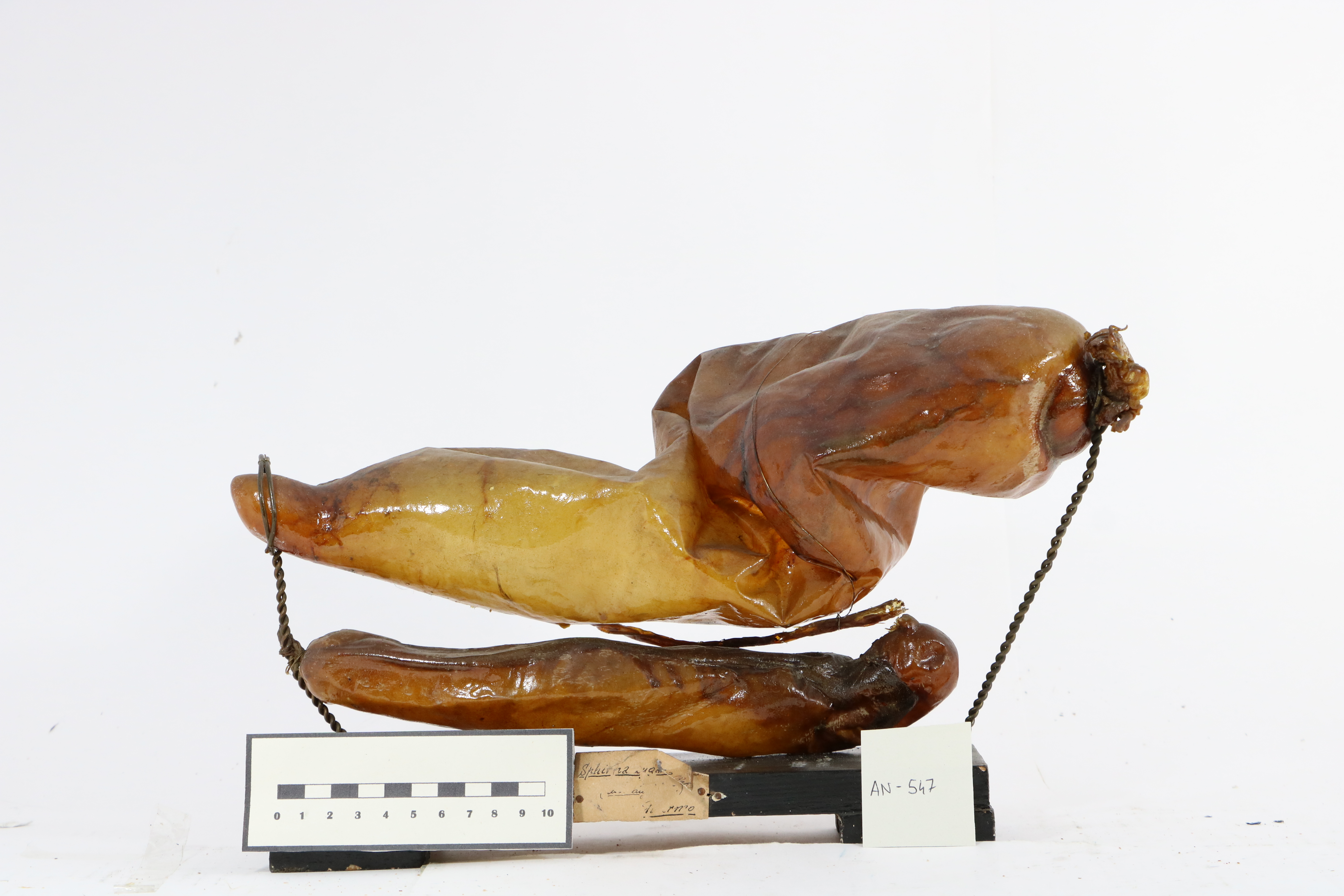 Vertebrati/ Pesci cartilaginei/ squalo martello (esemplare)