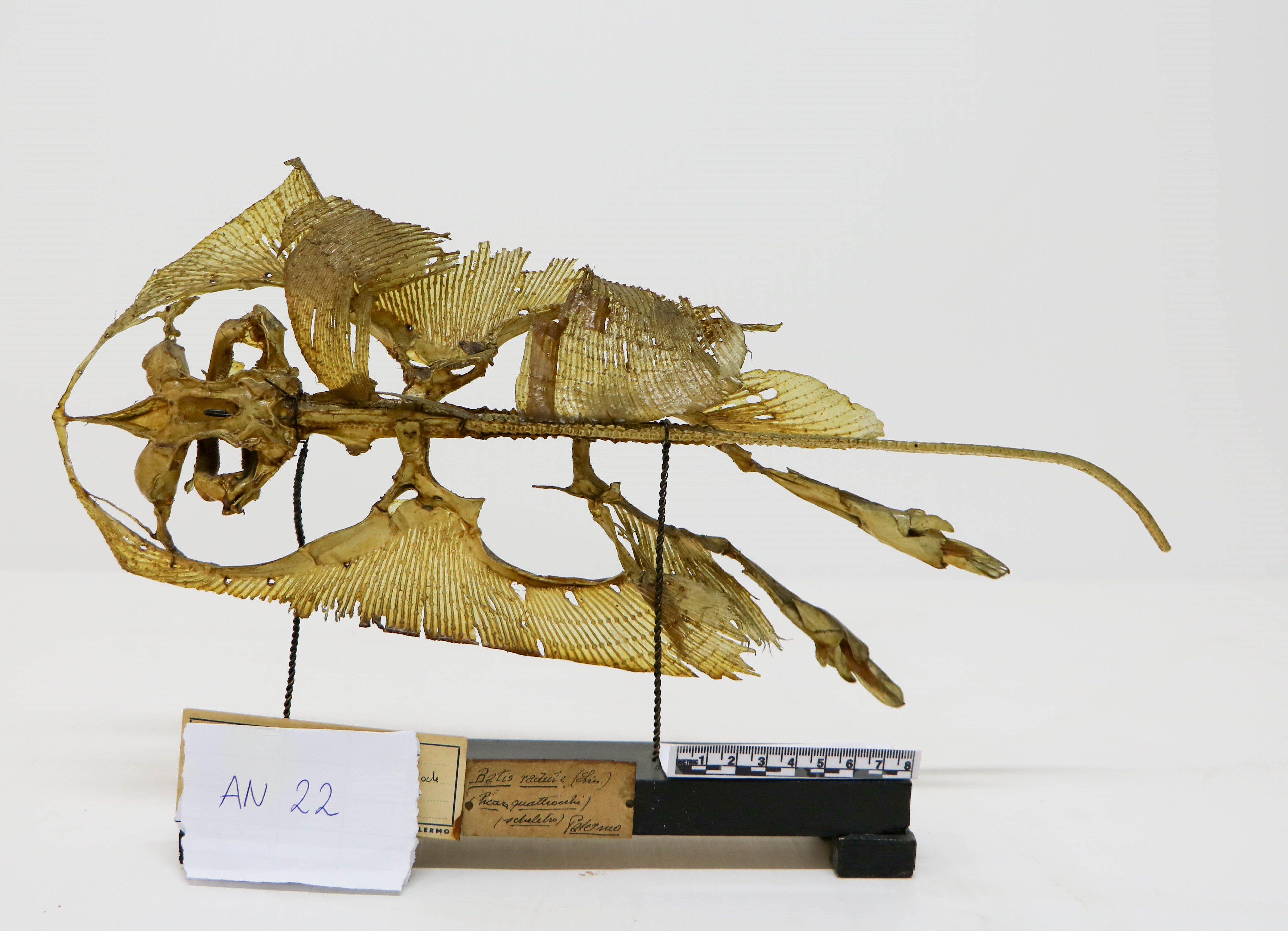 Vertebrati/ Pesci cartilaginei/ Razza scuffina (esemplare)