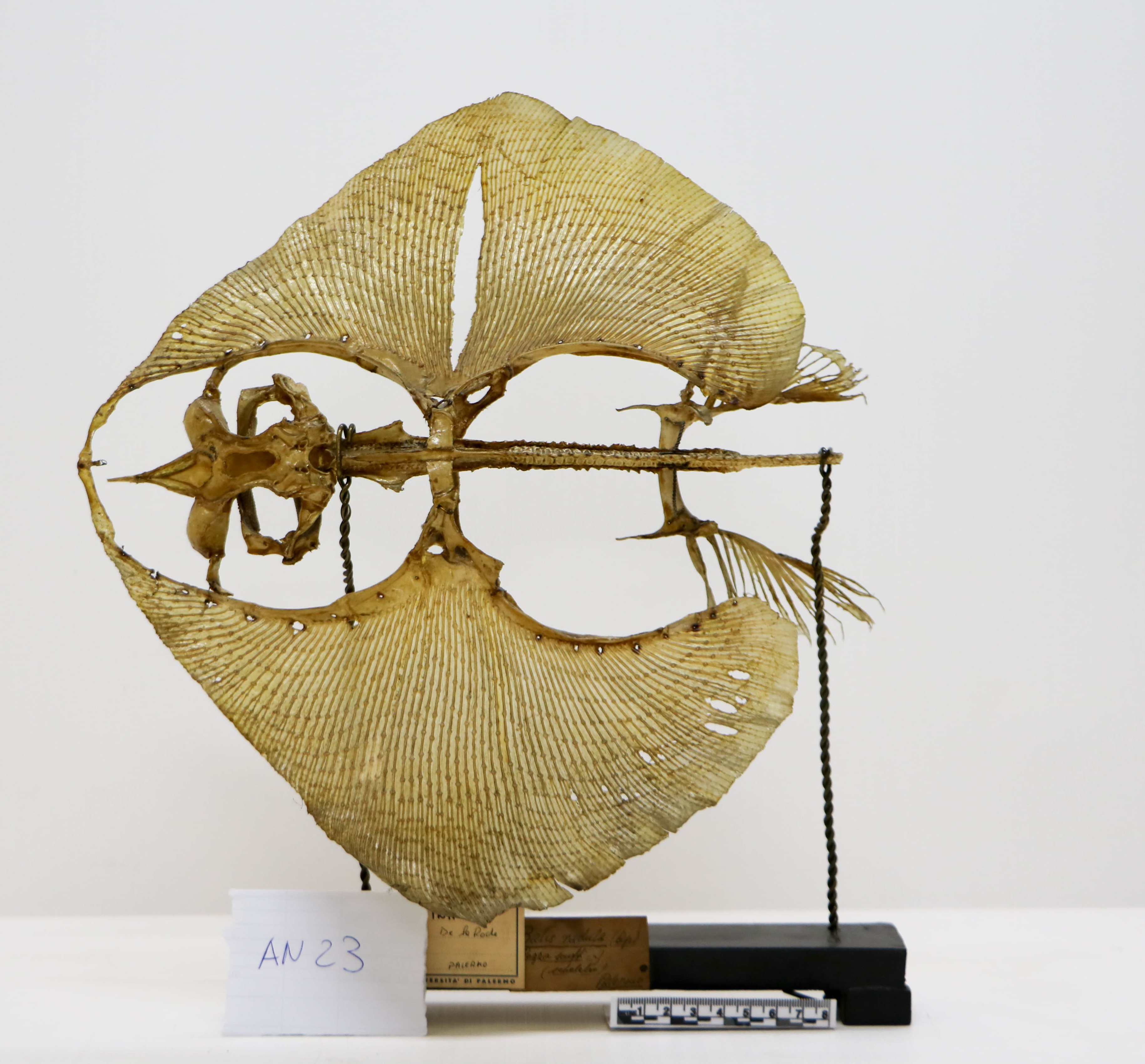 Vertebrati/ Pesci cartilaginei/ Razza scuffina (esemplare)