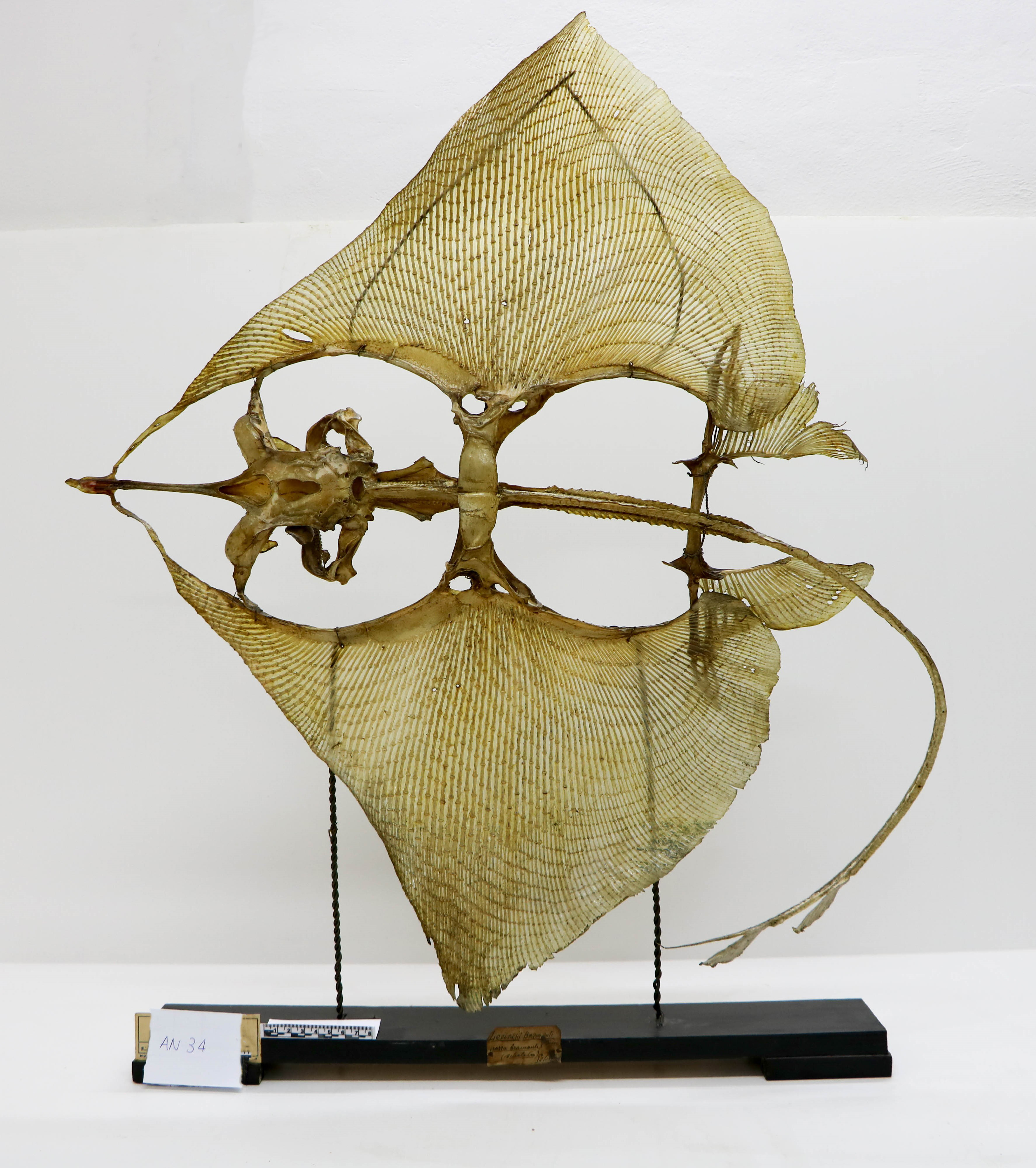 Vertebrati/ Pesci cartilaginei/ Razza bianca (esemplare)