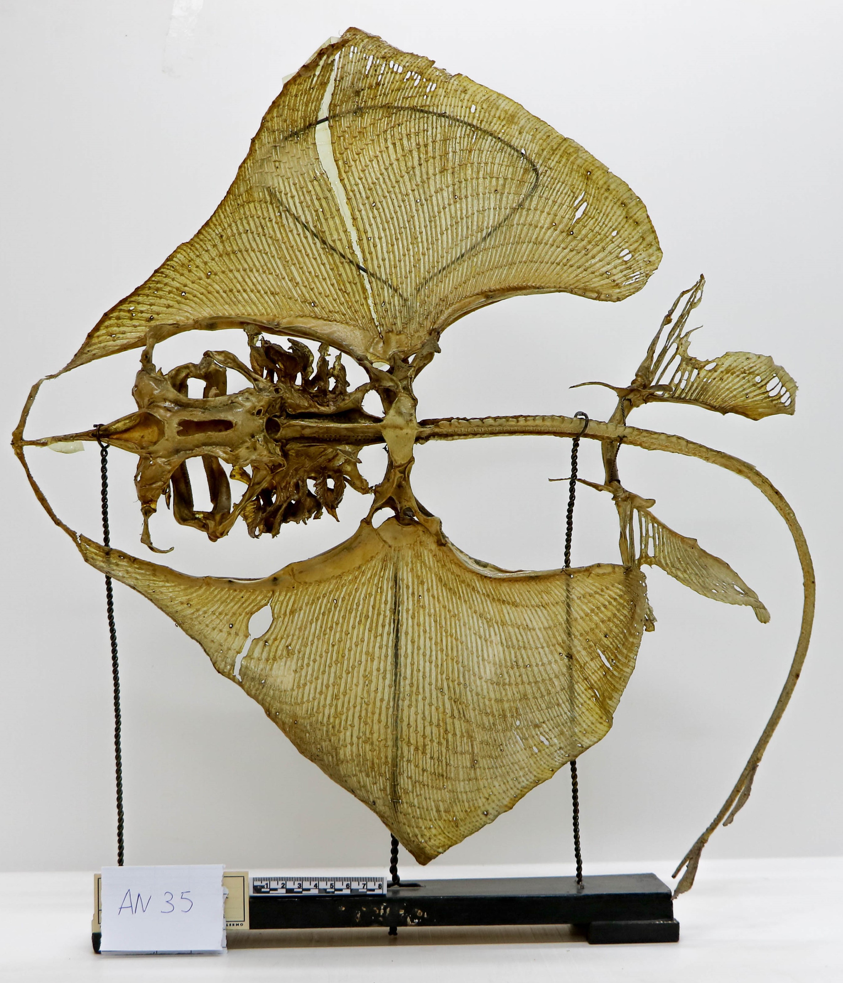 Vertebrati/ Pesci cartilaginei/ Razza a coda corta (esemplare)