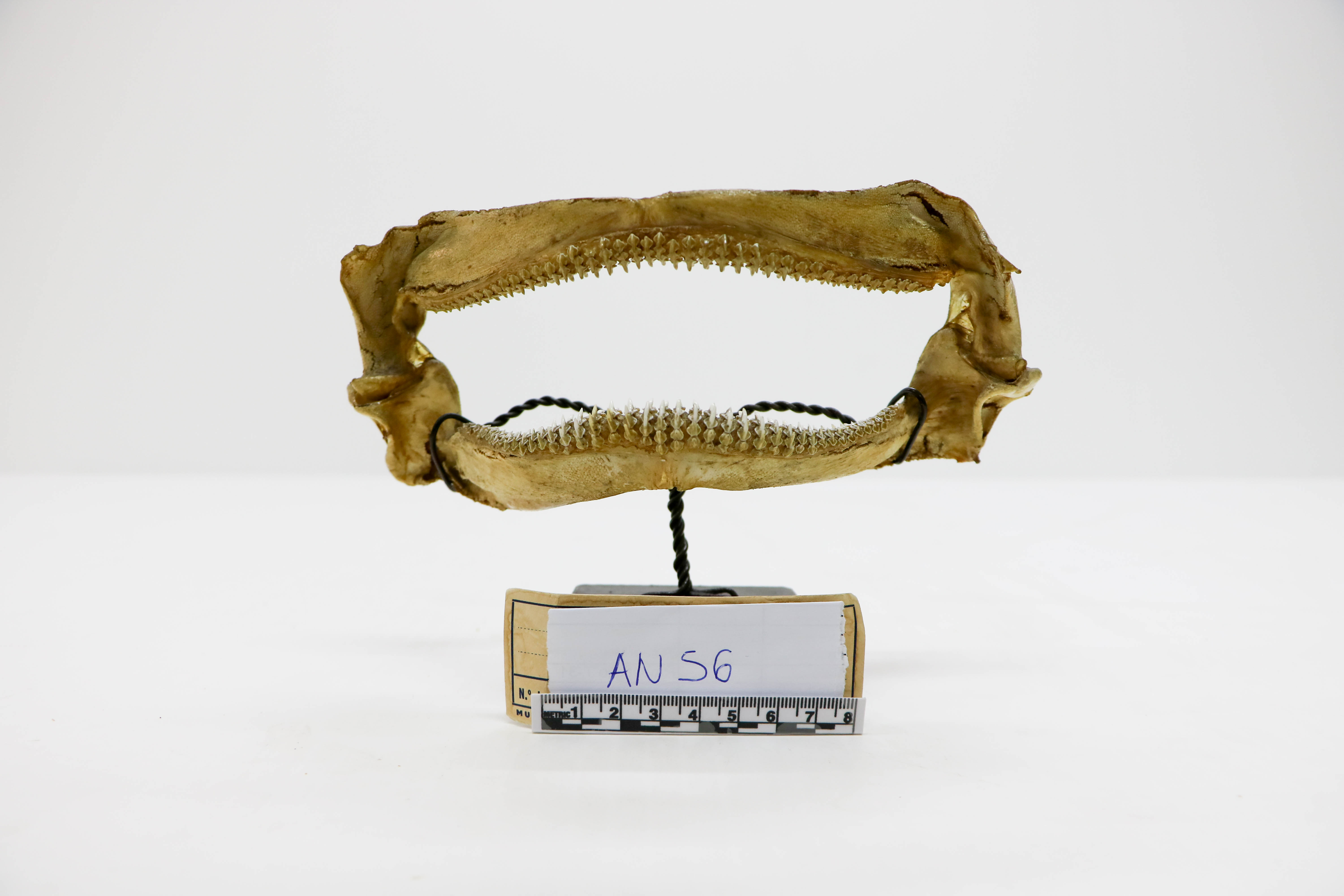 Vertebrati/ Pesci cartilaginei/ Razza bianca (esemplare)