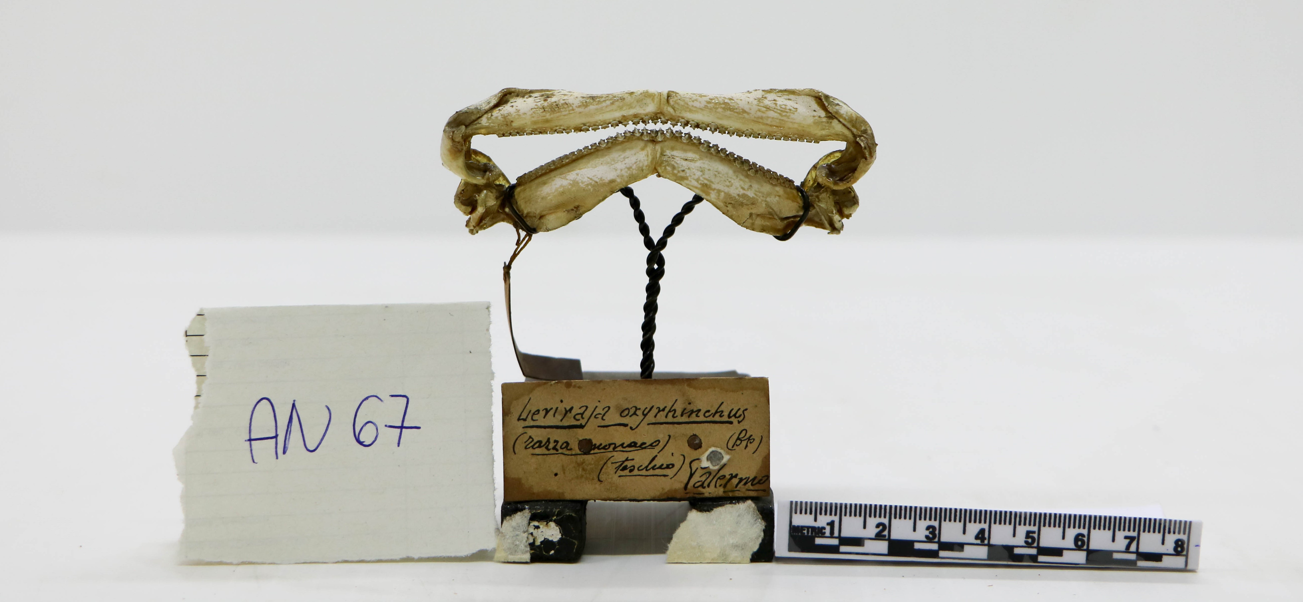 Vertebrati/ Pesci cartilaginei/ Razza monaca (esemplare)