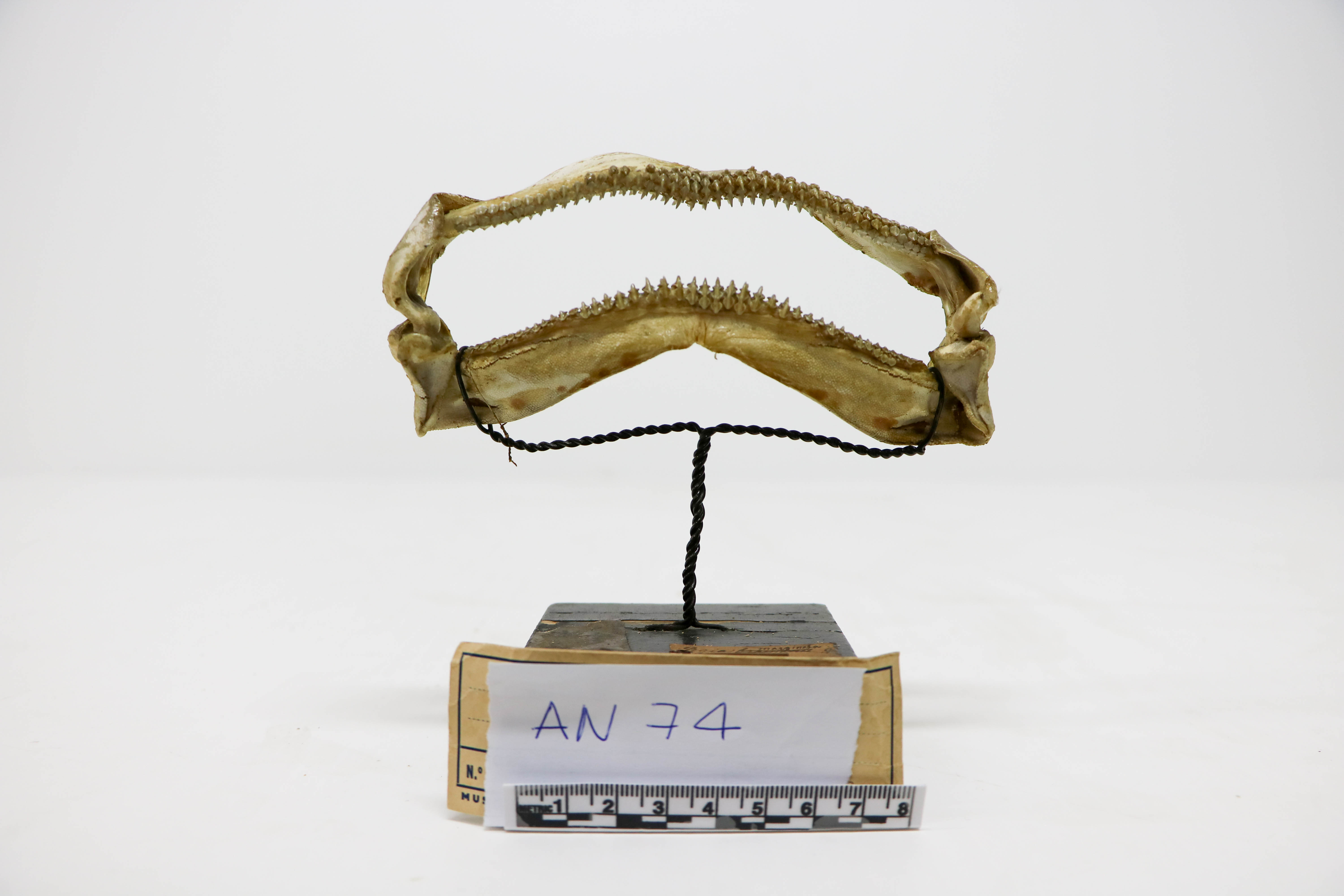 Vertebrati/ Pesci cartilaginei/ Razza bianca (esemplare)