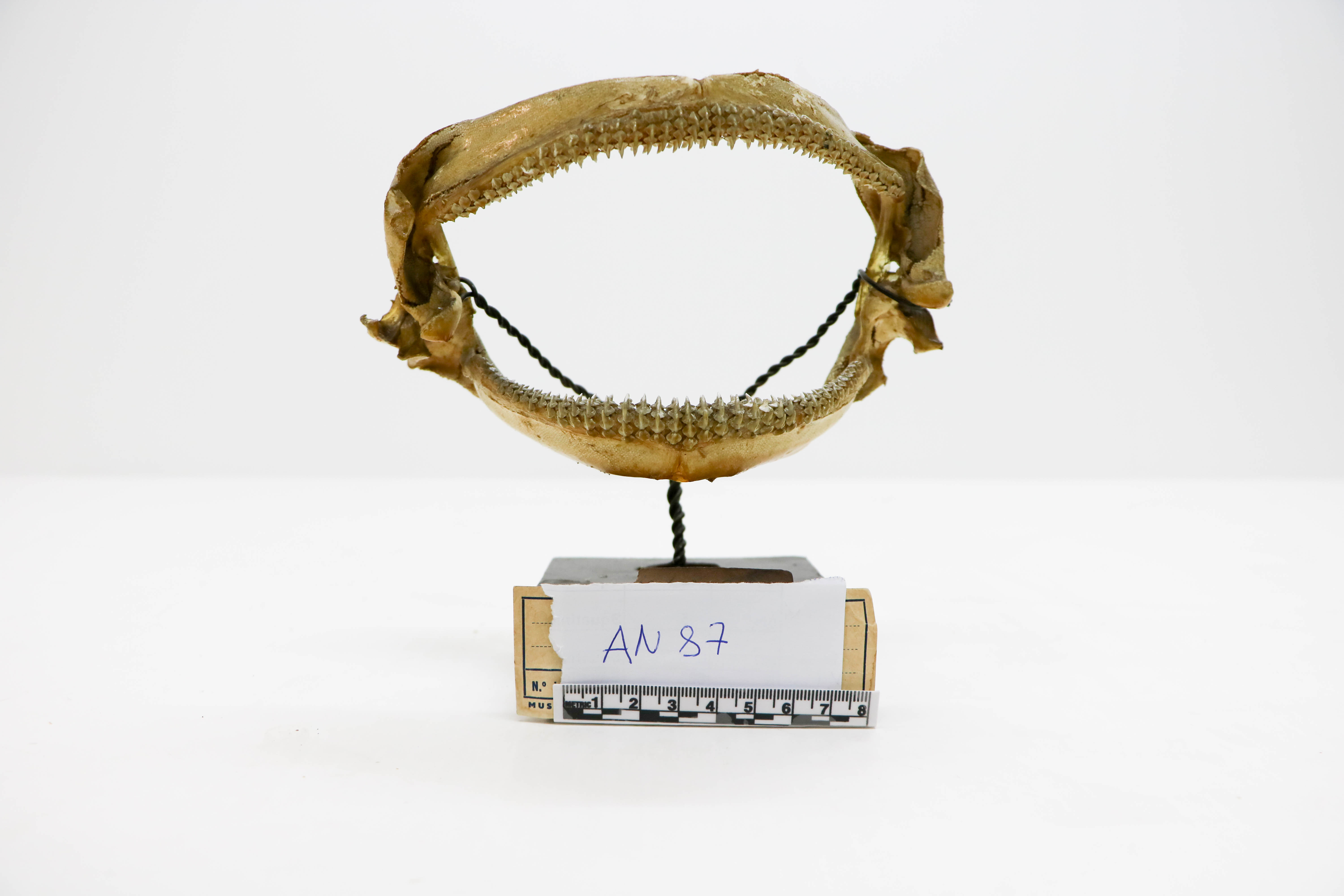 Vertebrati/ Pesci cartilaginei/ Razza bianca (esemplare)