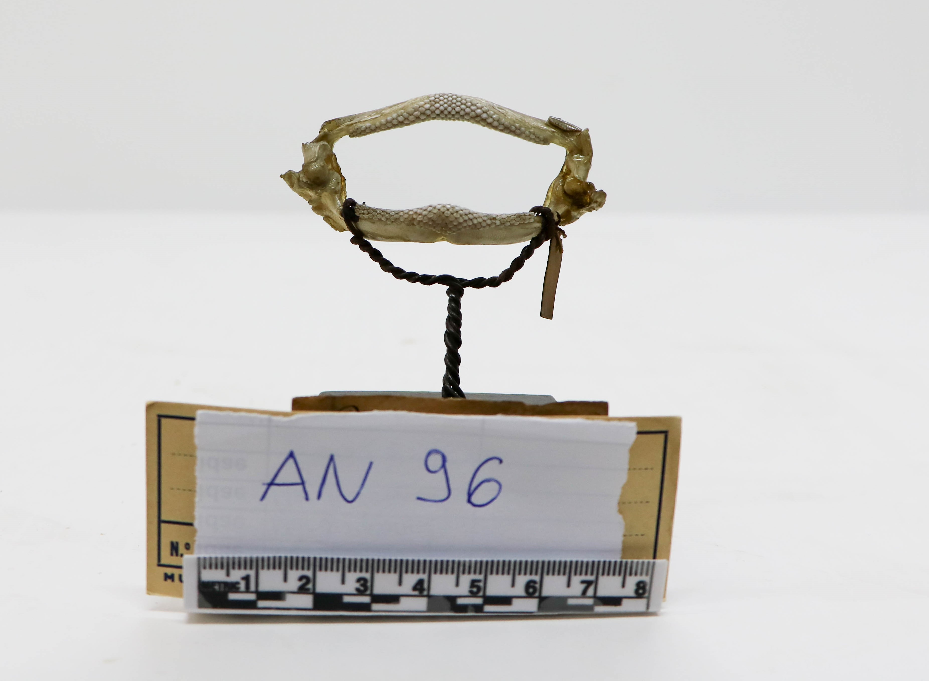 Vertebrati/ Pesci cartilaginei/ Razza scuffina (esemplare)