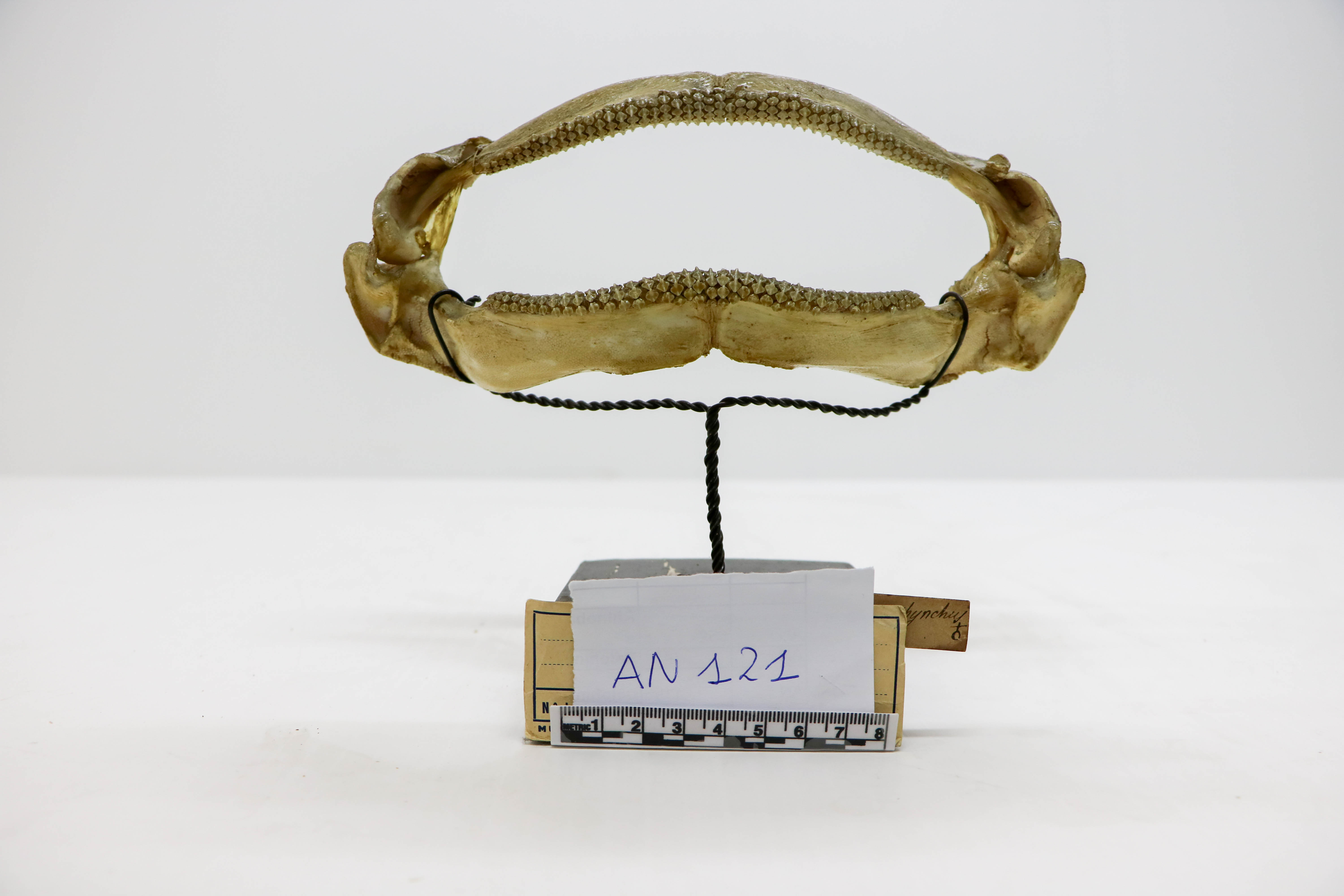 Vertebrati/ Pesci cartilaginei/ Razza (esemplare)