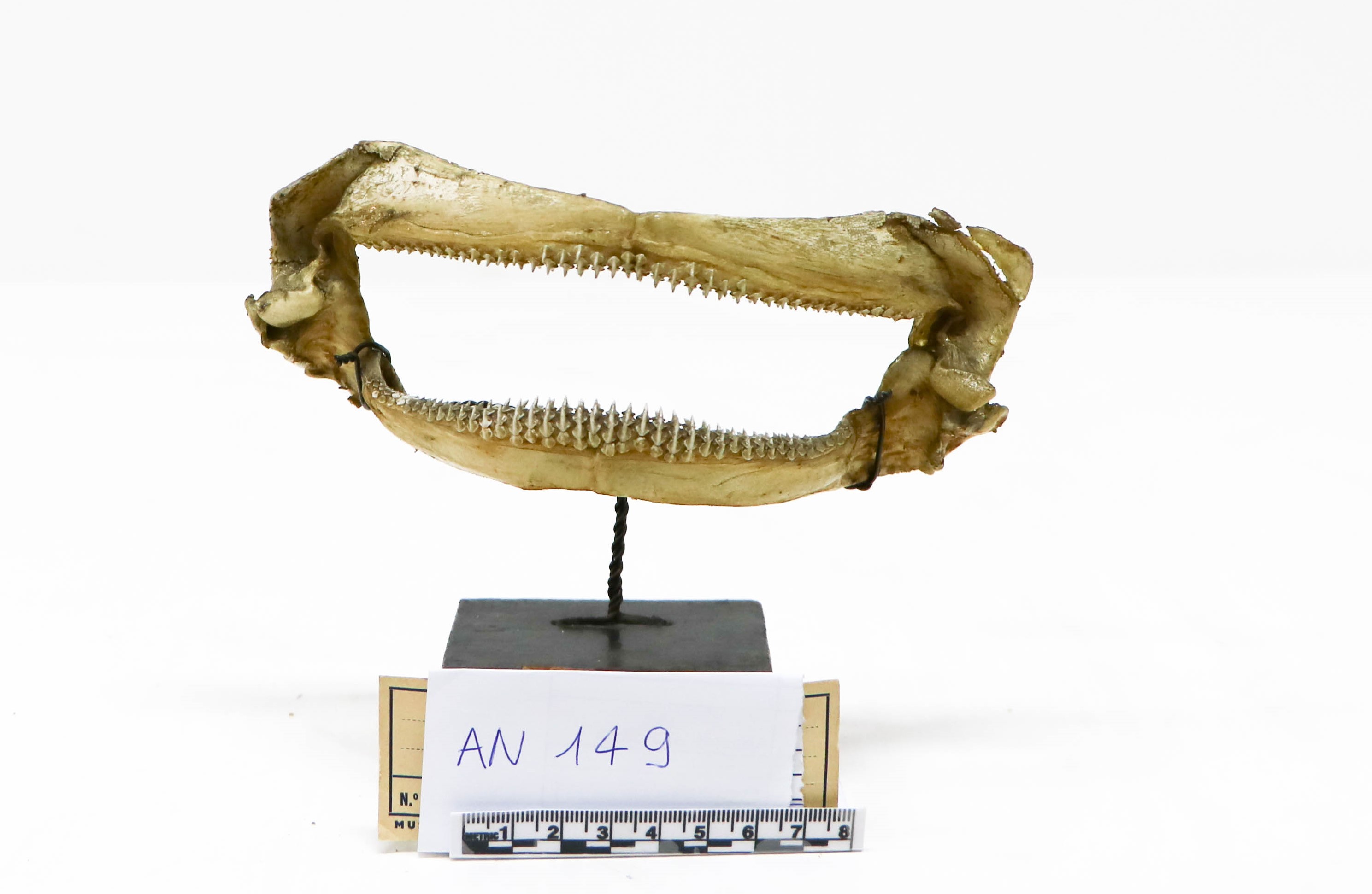 Vertebrati/ Pesci cartilaginei/ Razza bianca (esemplare)