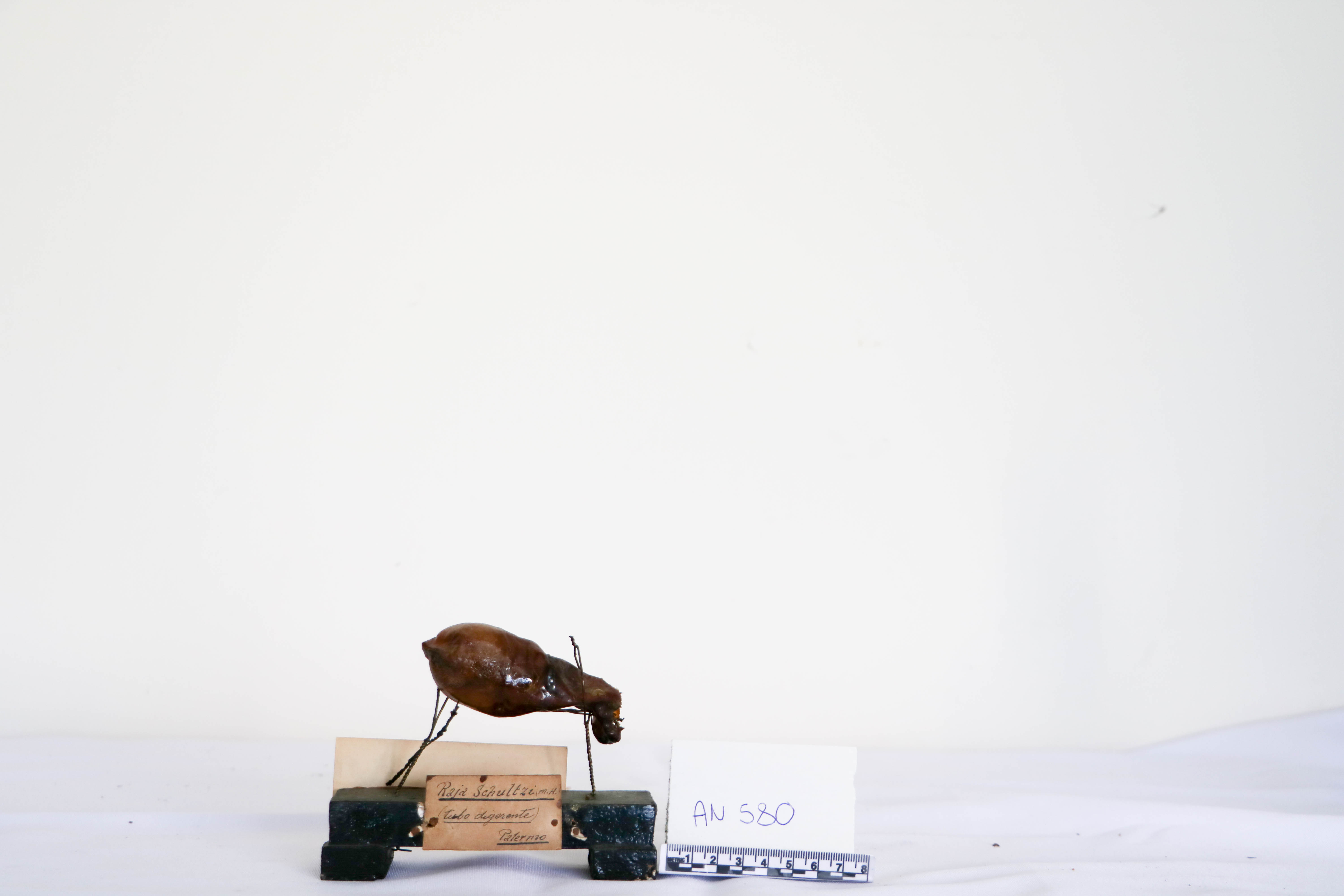 Vertebrati/ Pesci cartilaginei/ Razza stellata (esemplare)