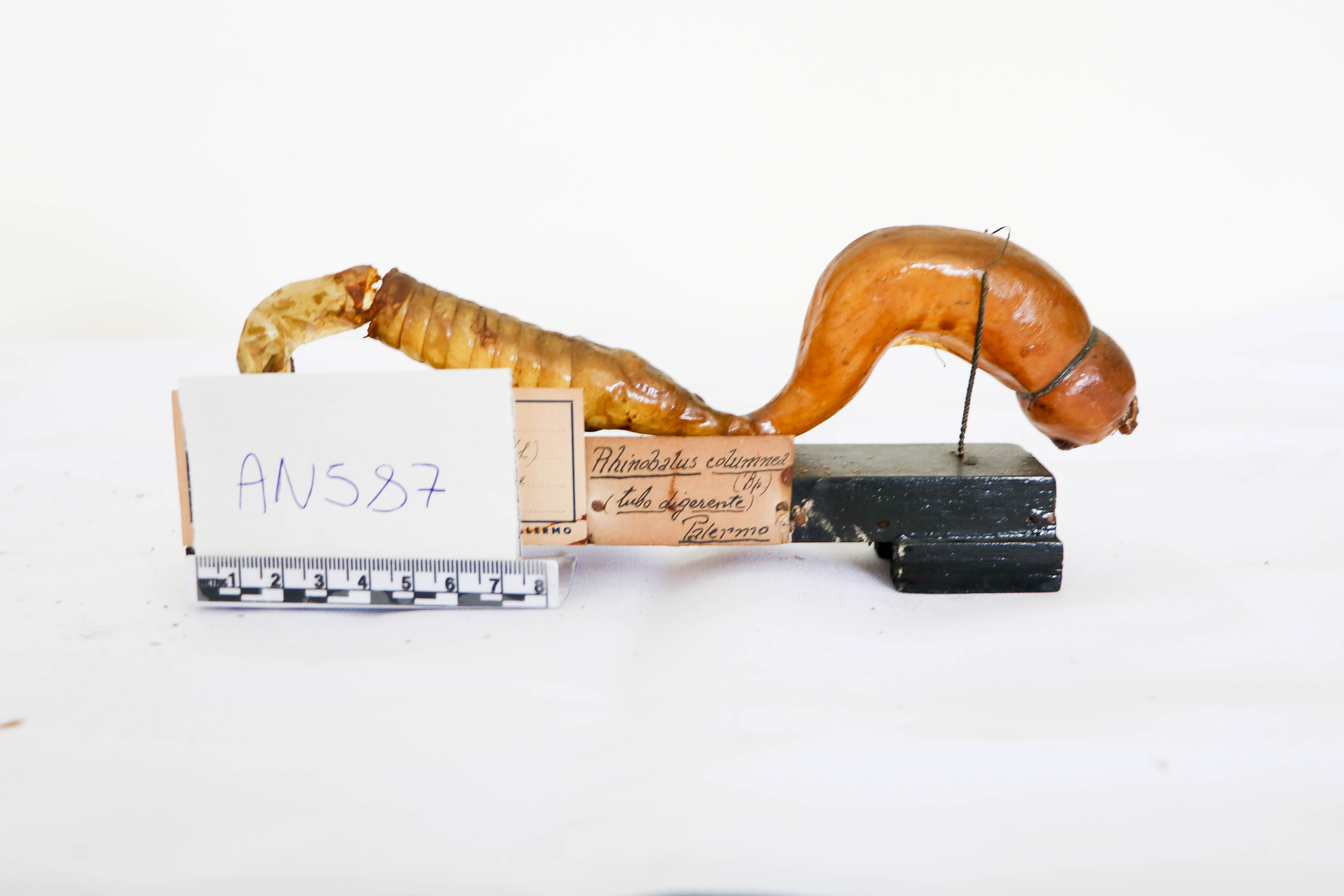 Vertebrati/ Pesci cartilaginei/ Pesce violino (esemplare)