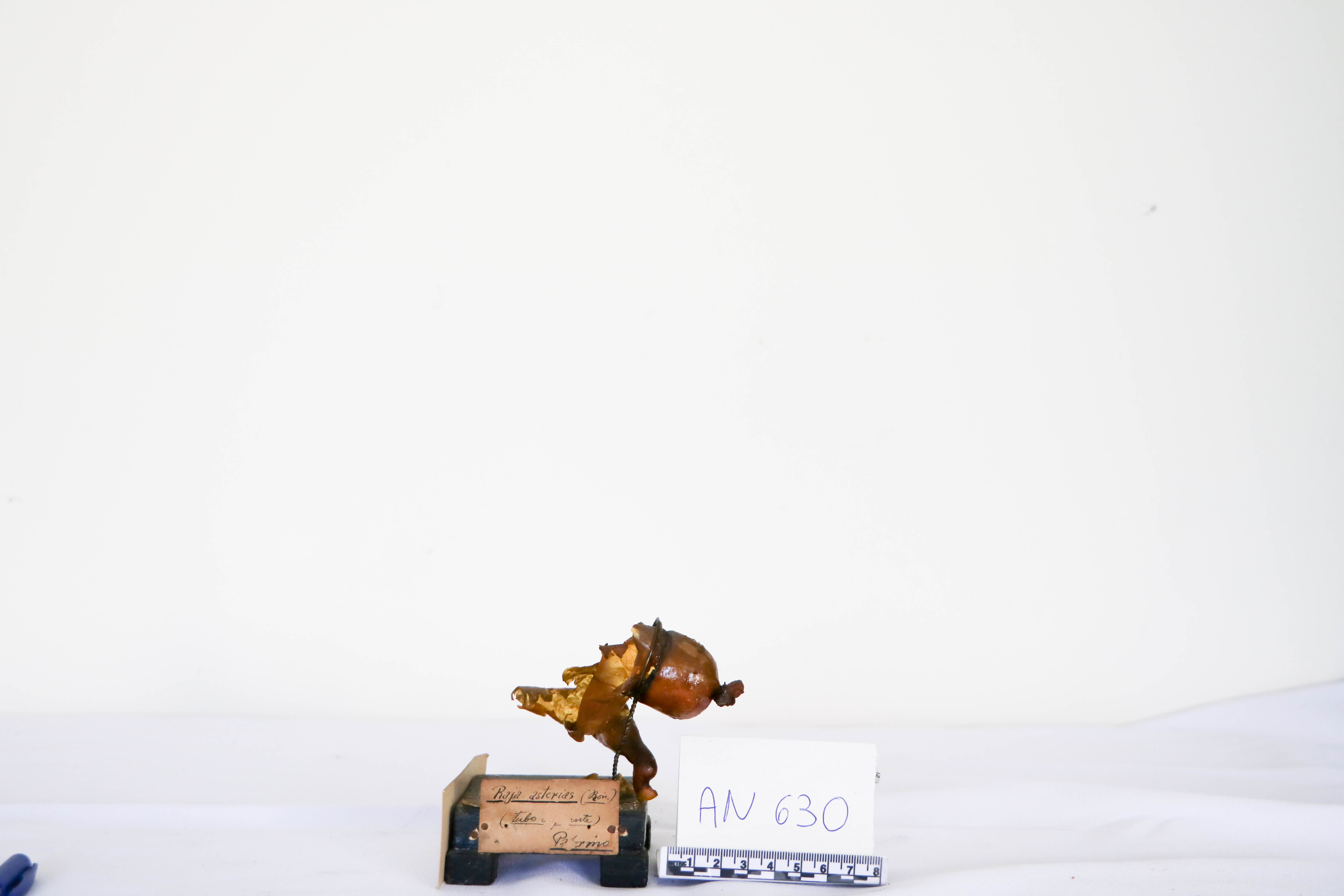 Vertebrati/ Pesci cartilaginei/ Razza a coda corta (esemplare)