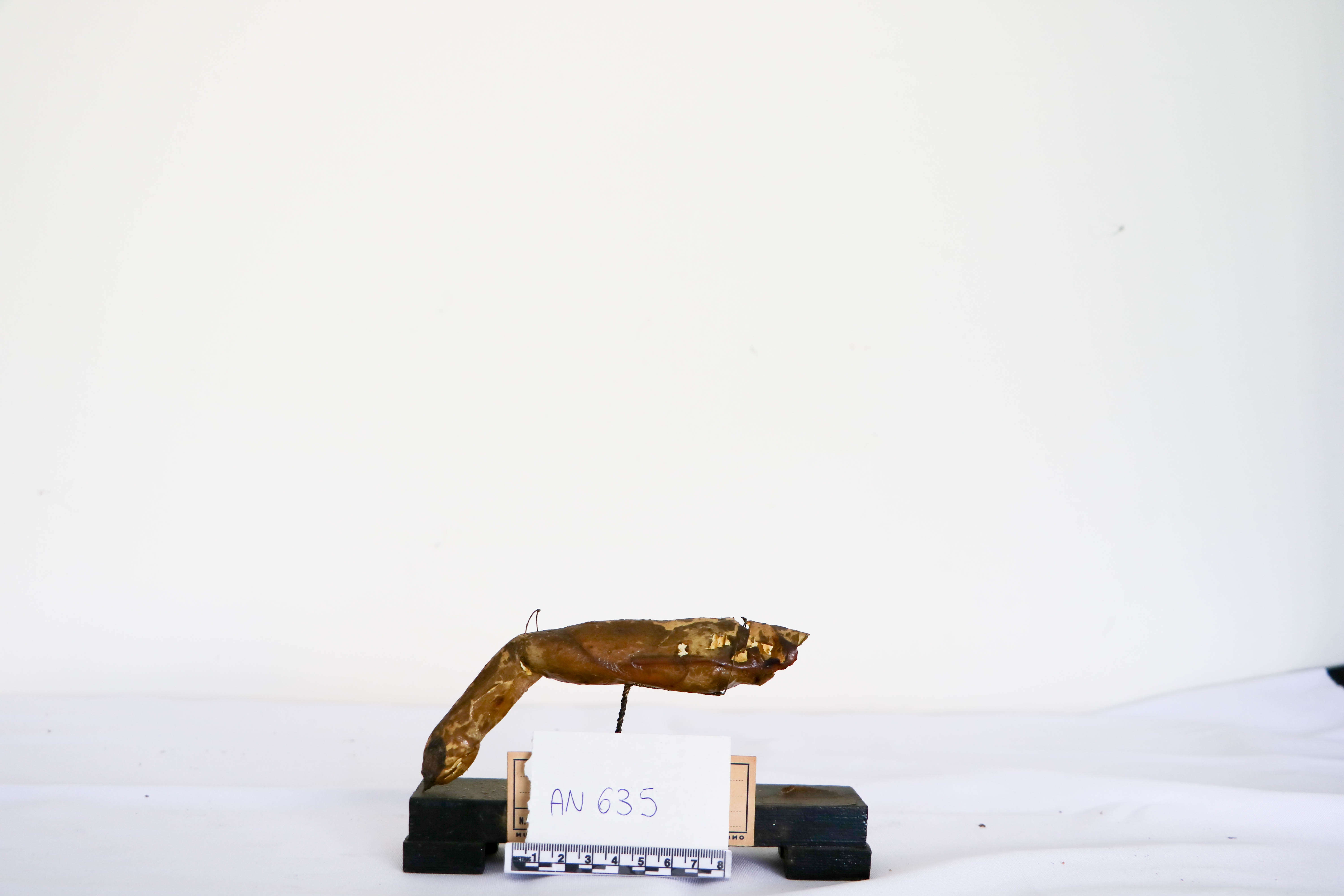 Vertebrati/ Pesci cartilaginei/ Chimera (esemplare)