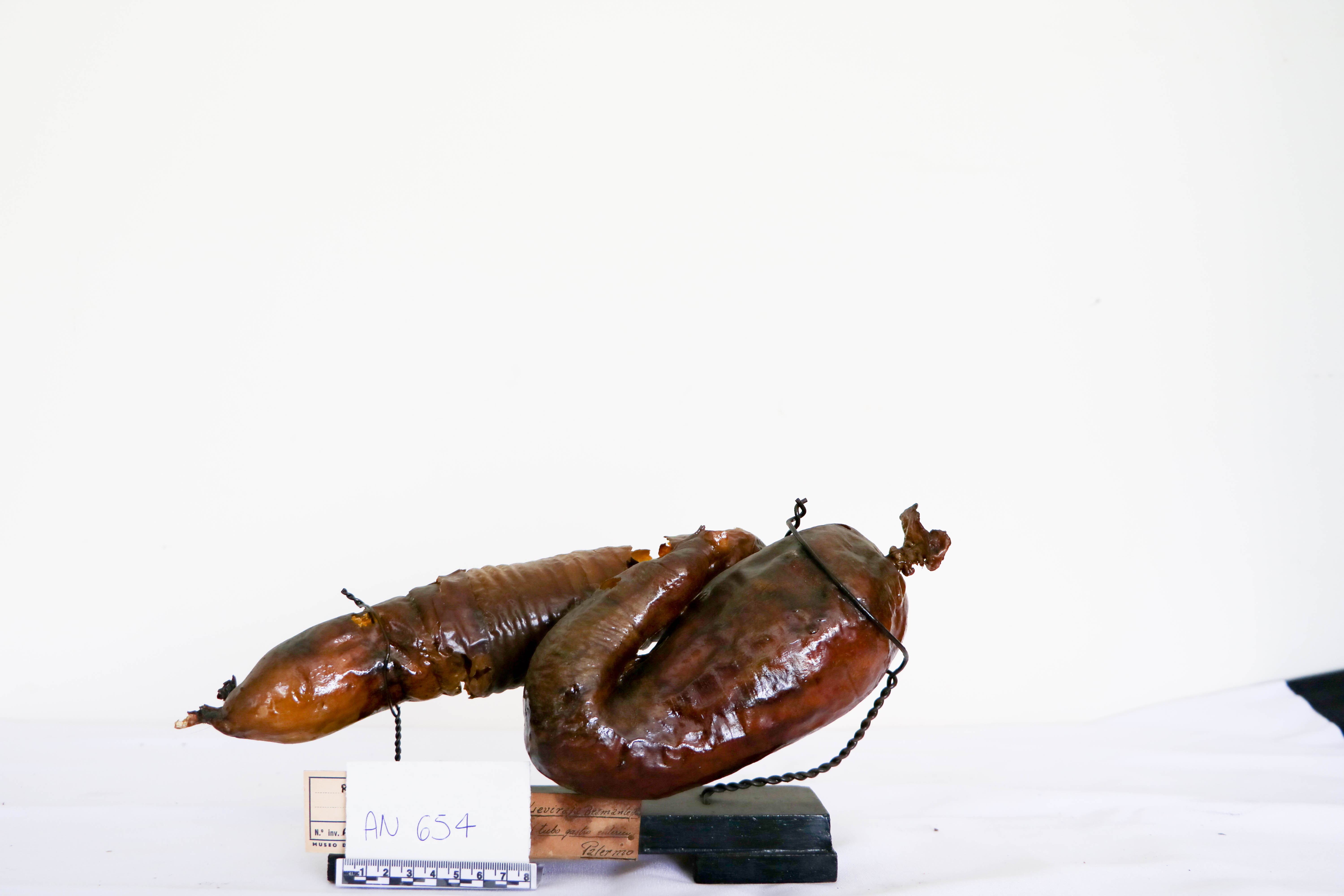 Vertebrati/ Pesci cartilaginei/ Razza bianca (esemplare)