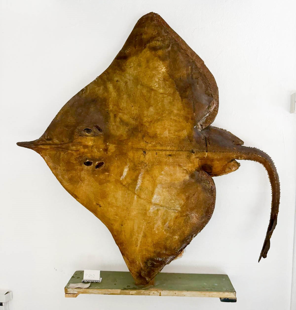 Vertebrati/ Pesci cartilaginei/ Razza bianca (esemplare)