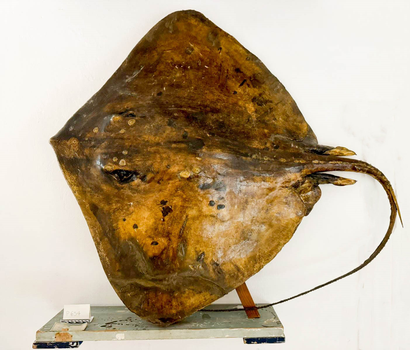 Vertebrati/ Pesci cartilaginei/ Pastinaca (esemplare)