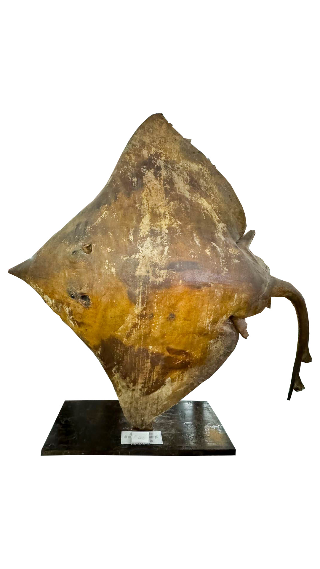 Vertebrati/ Pesci cartilaginei/ Razza bavosa (esemplare)