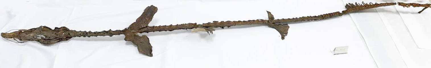 Vertebrati/ Pesci cartilaginei/ Squalo elefante (esemplare)