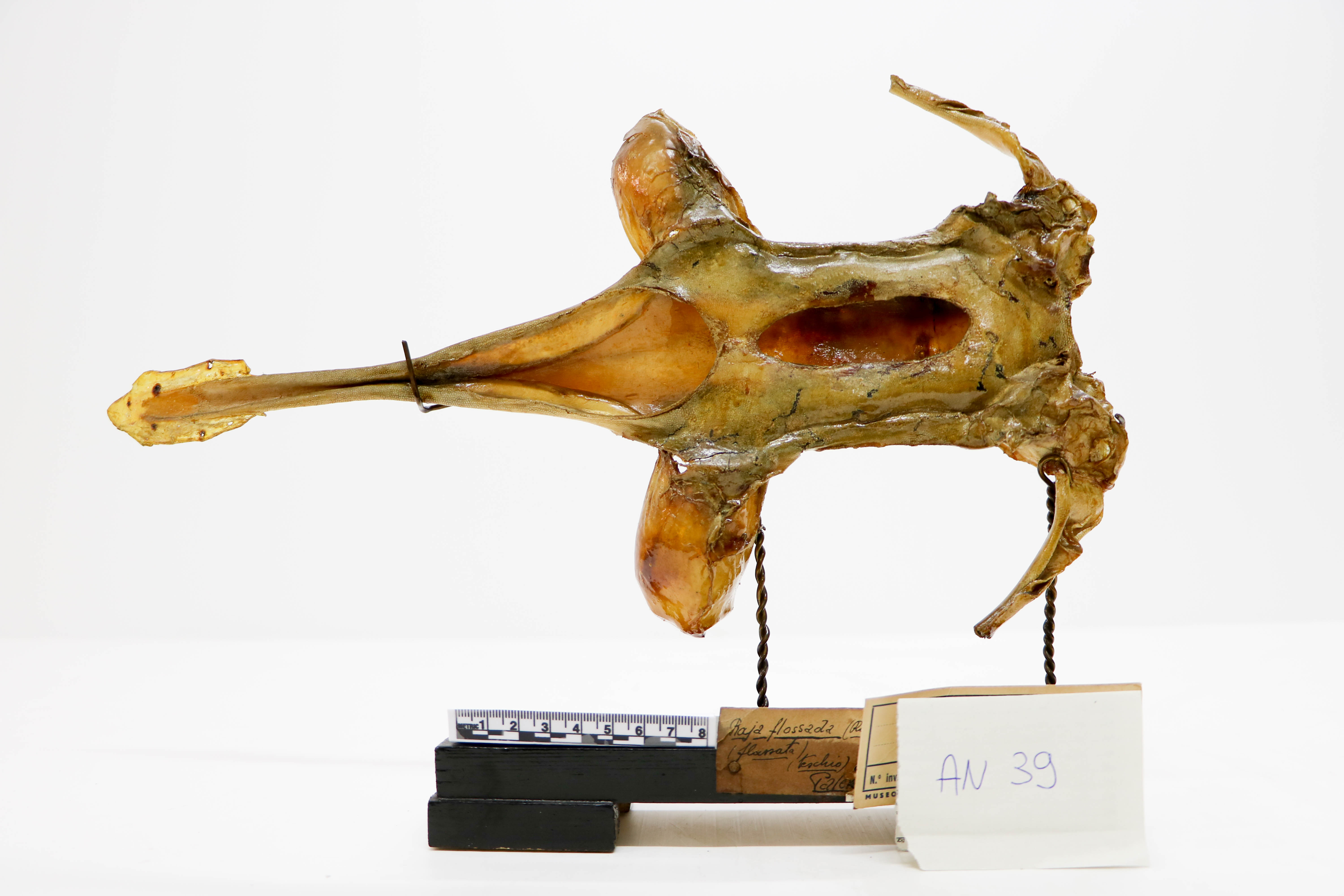 Vertebrati/ Pesci cartilaginei/ Razza bavosa (esemplare)