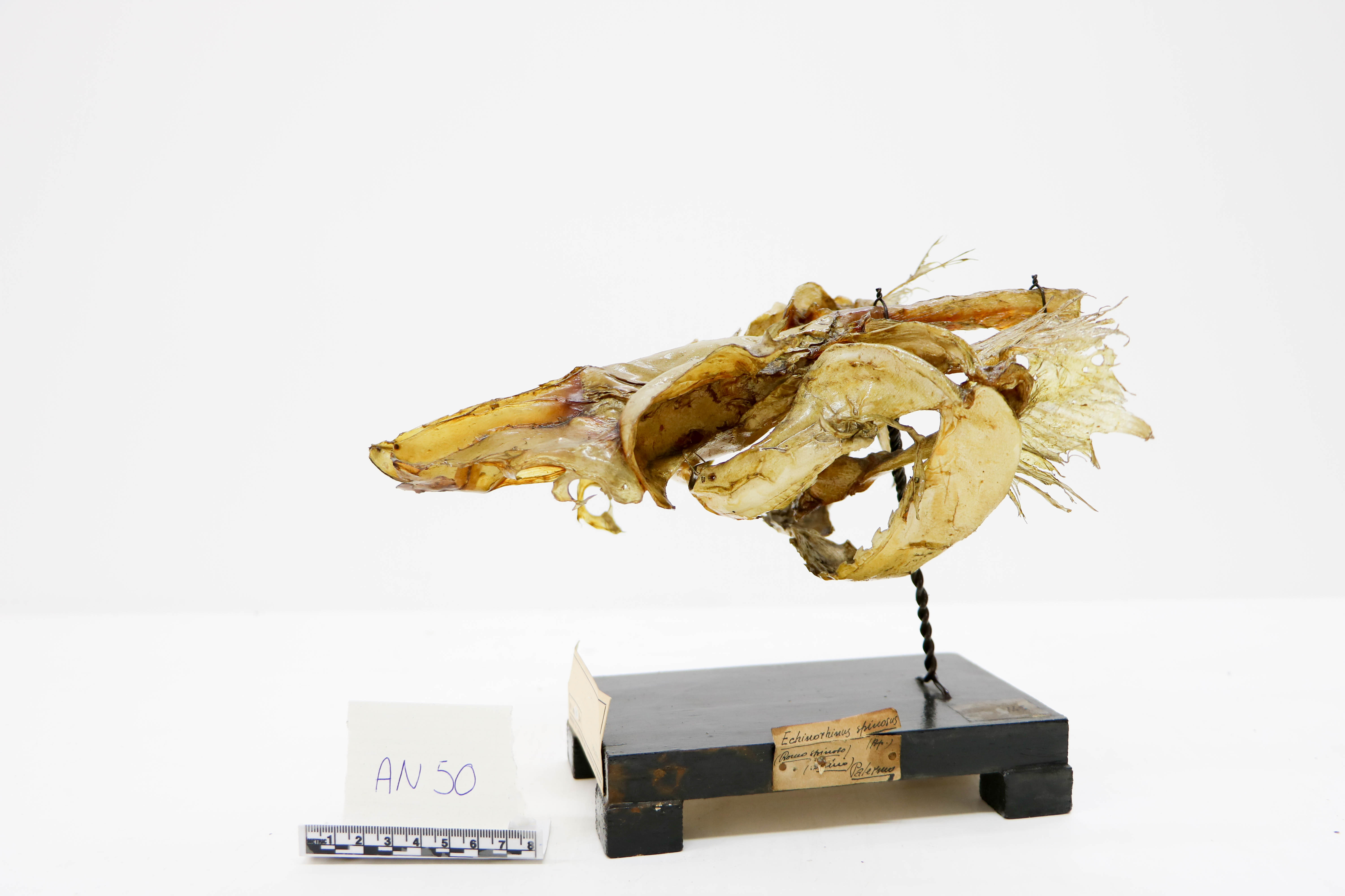 Vertebrati/ Pesci cartilaginei/ Ronco (esemplare)