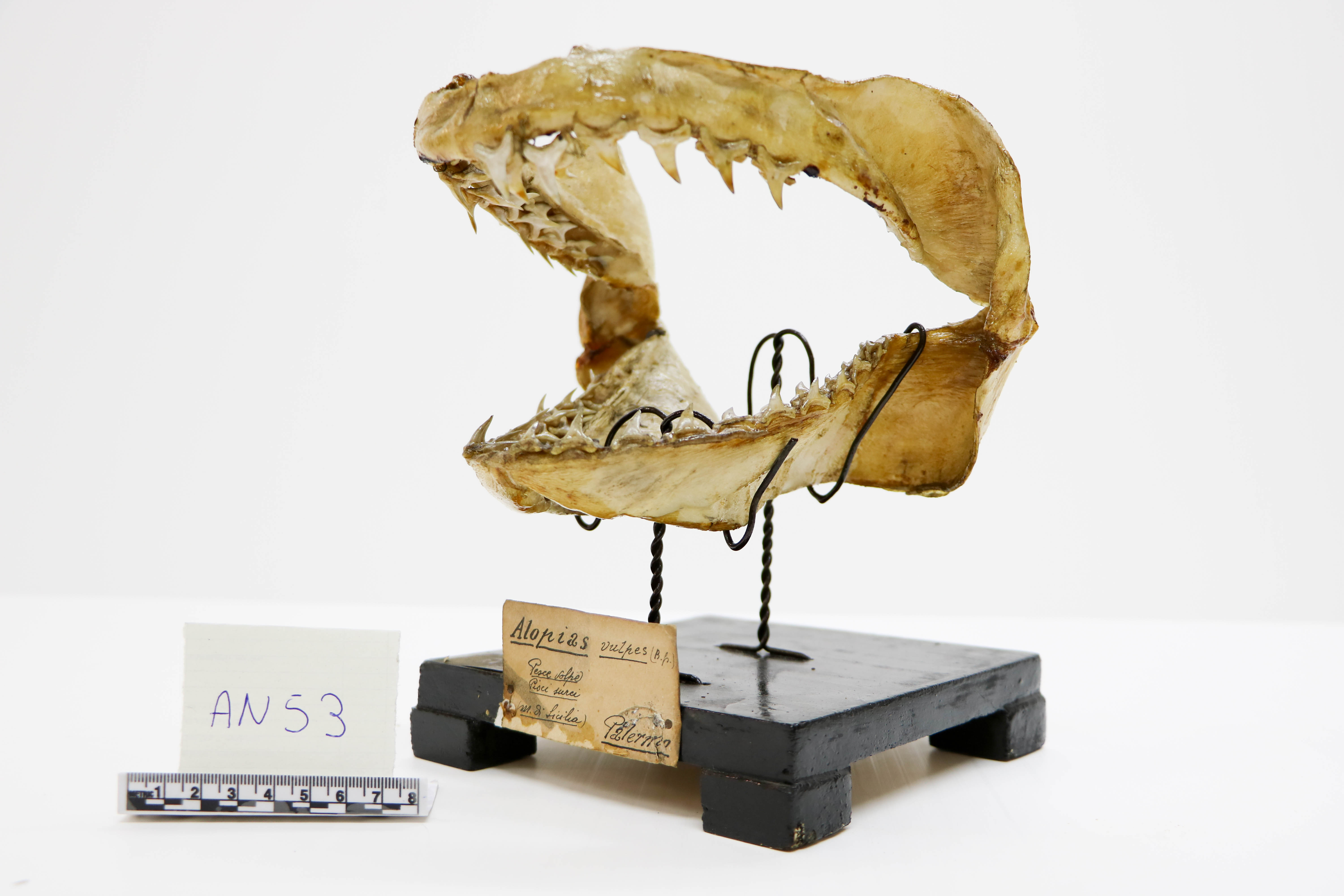 Vertebrati/ Pesci cartilaginei/ pesce volpe (esemplare)