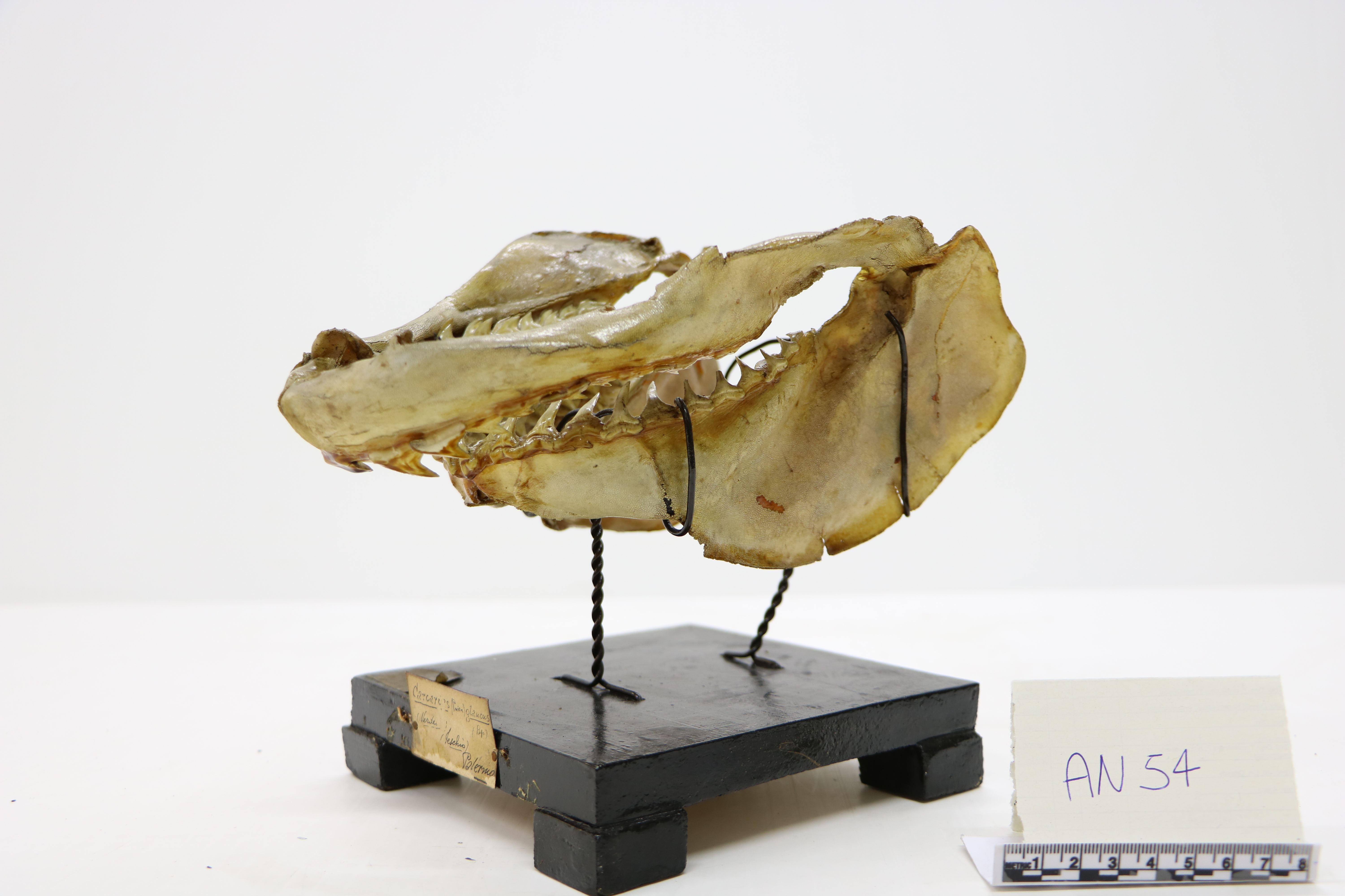 Vertebrati/ Pesci cartilaginei/ Verdesca (esemplare)