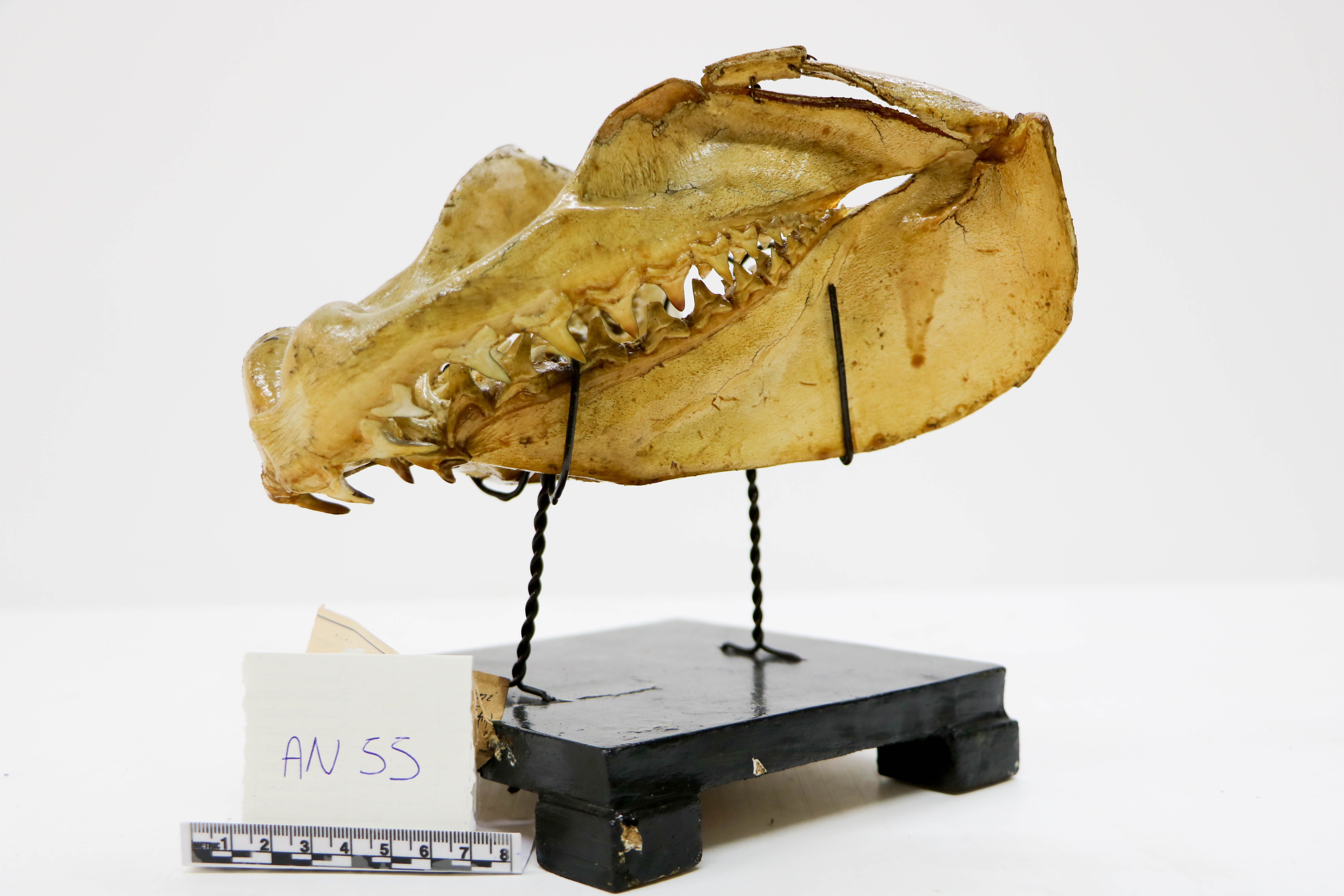 Vertebrati/ Pesci cartilaginei/ squalo mako (esemplare)