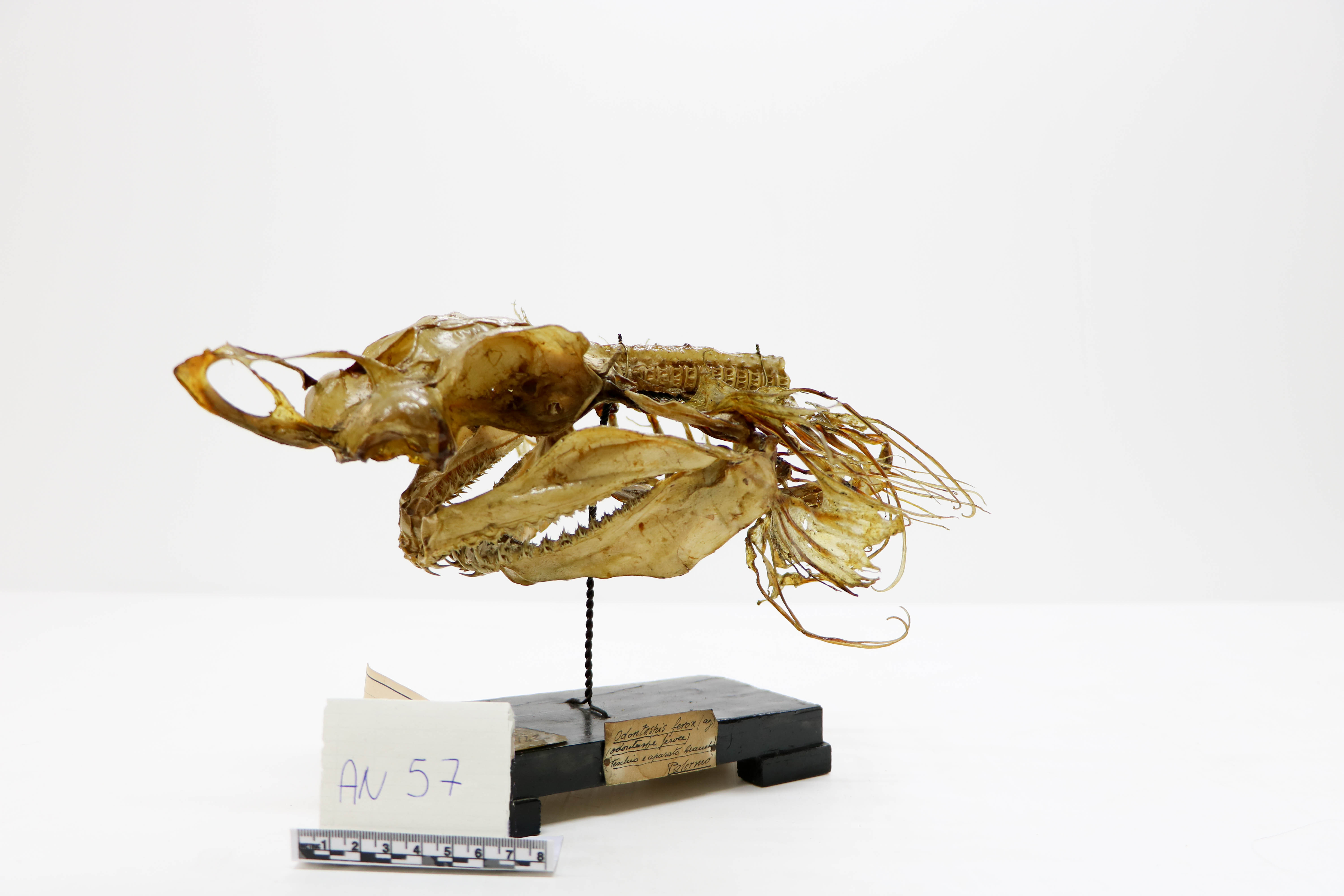 Vertebrati/ Pesci cartilaginei/ Cagnaccio (esemplare)