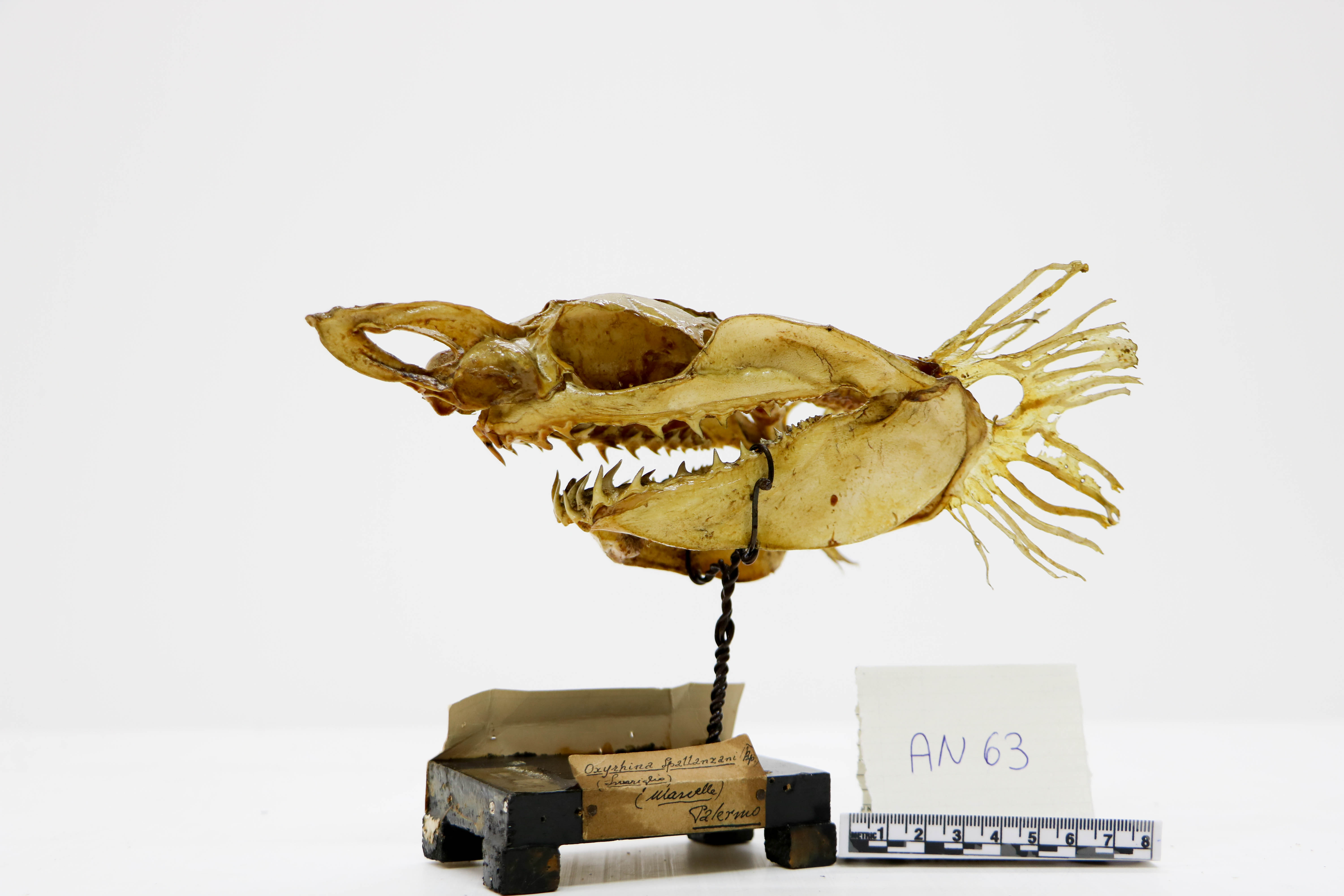 Vertebrati/ Pesci cartilaginei/ squalo mako (esemplare)