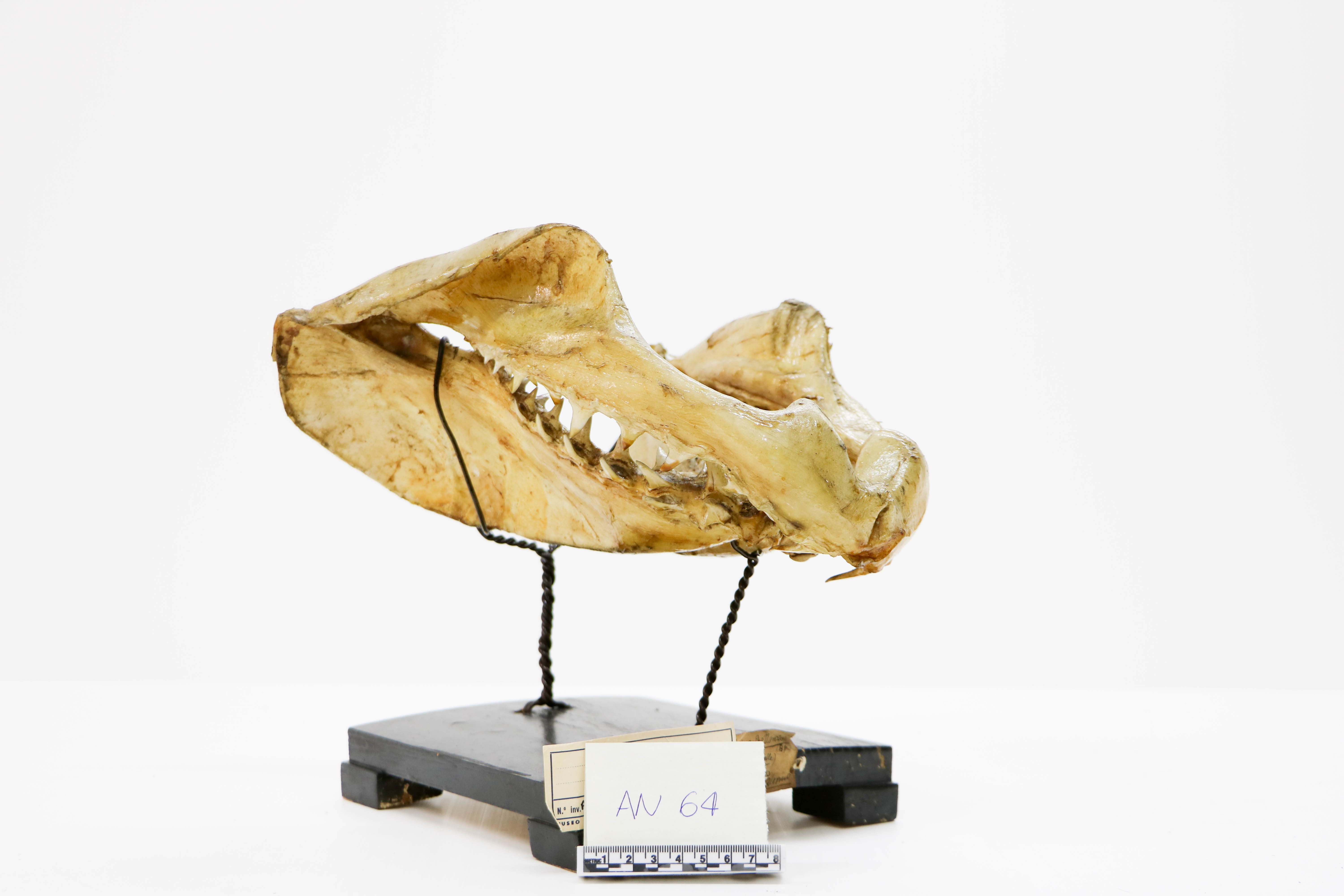 Vertebrati/ Pesci cartilaginei/ squalo mako (esemplare)