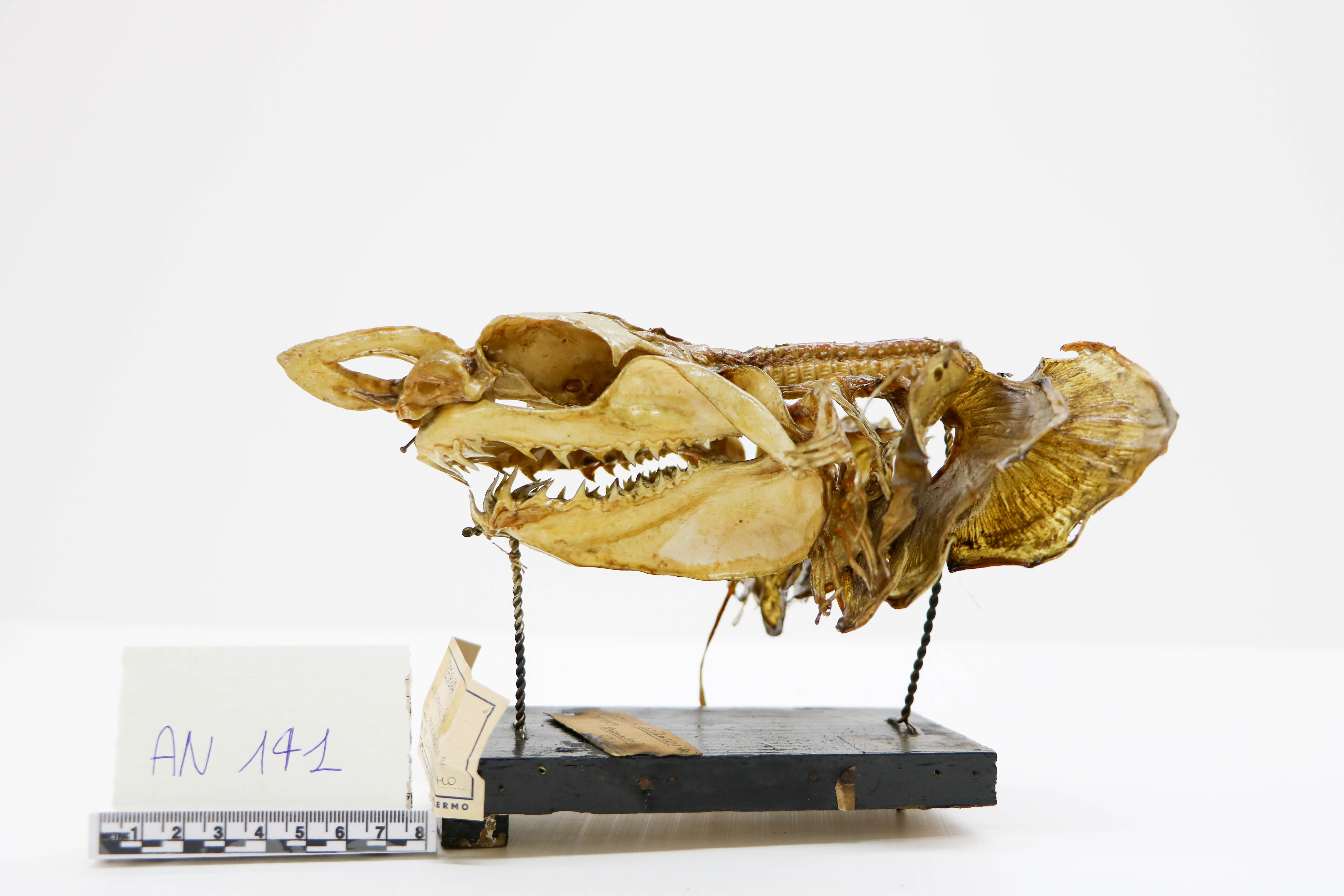 Vertebrati/ Pesci cartilaginei/ squalo mako (esemplare)