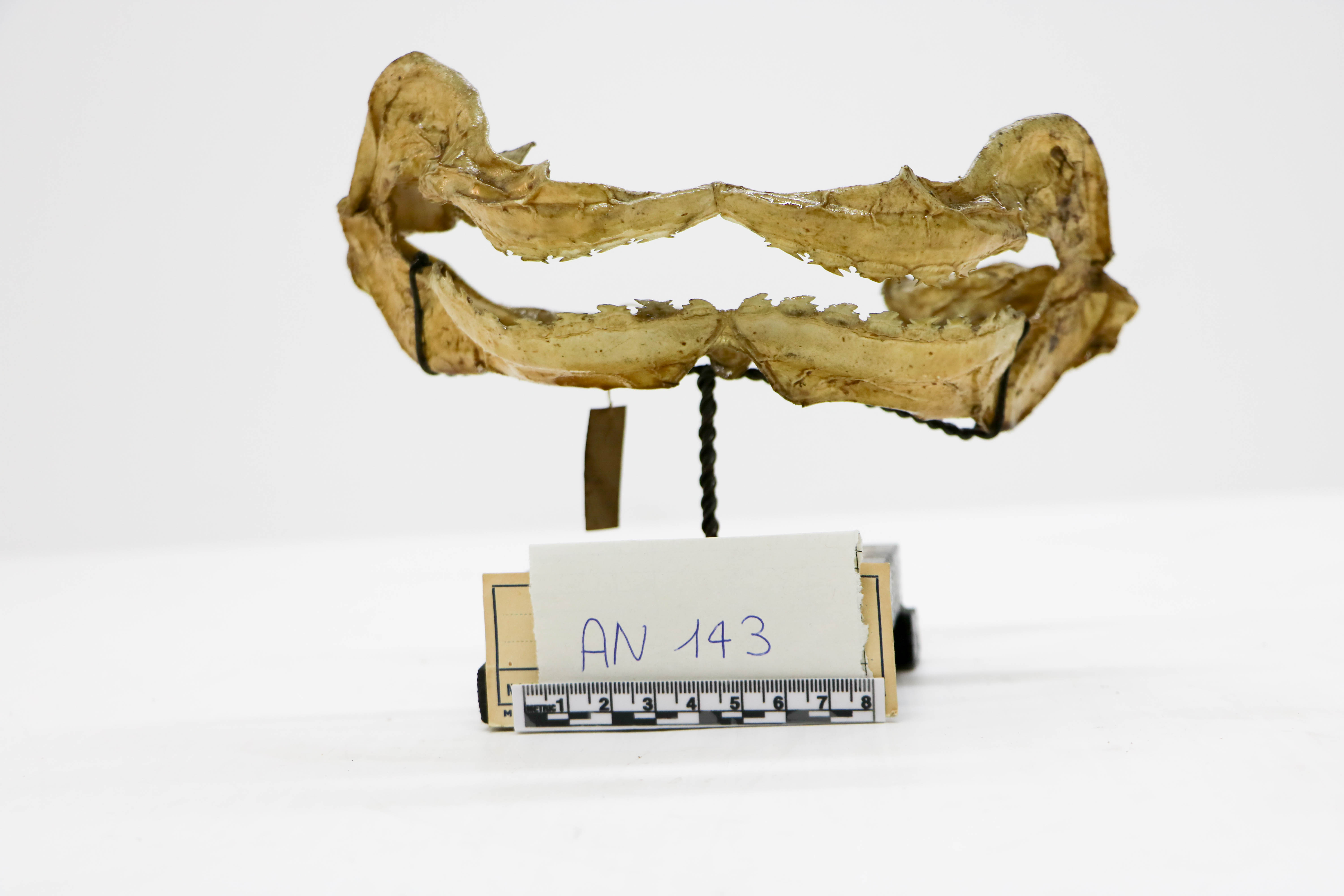 Vertebrati/ Pesci cartilaginei/ Ronco (esemplare)