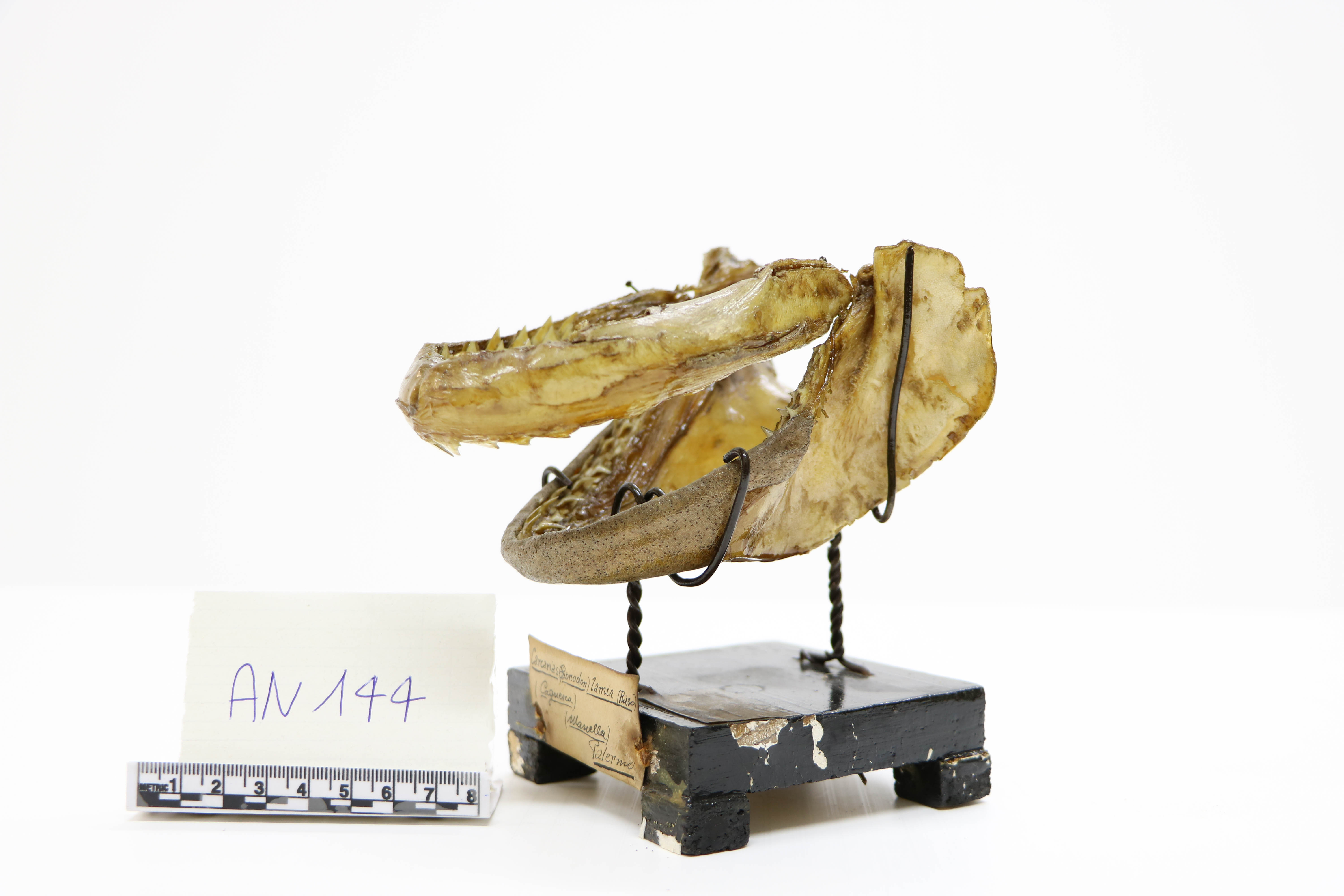 Vertebrati/ Pesci cartilaginei/ Squalo grigio (esemplare)