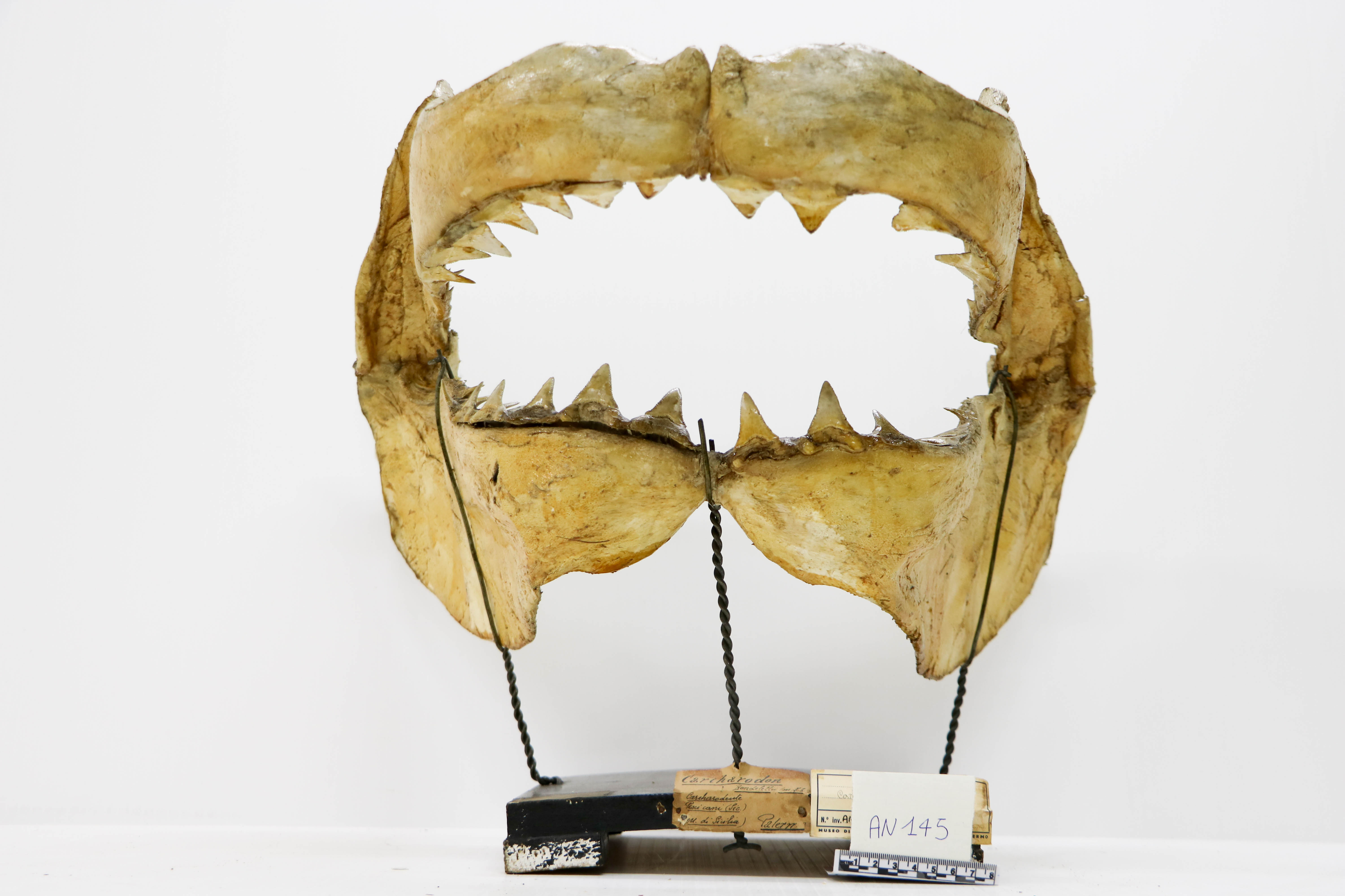 Vertebrati/ Pesci cartilaginei/ Il grande squalo bianco (esemplare)