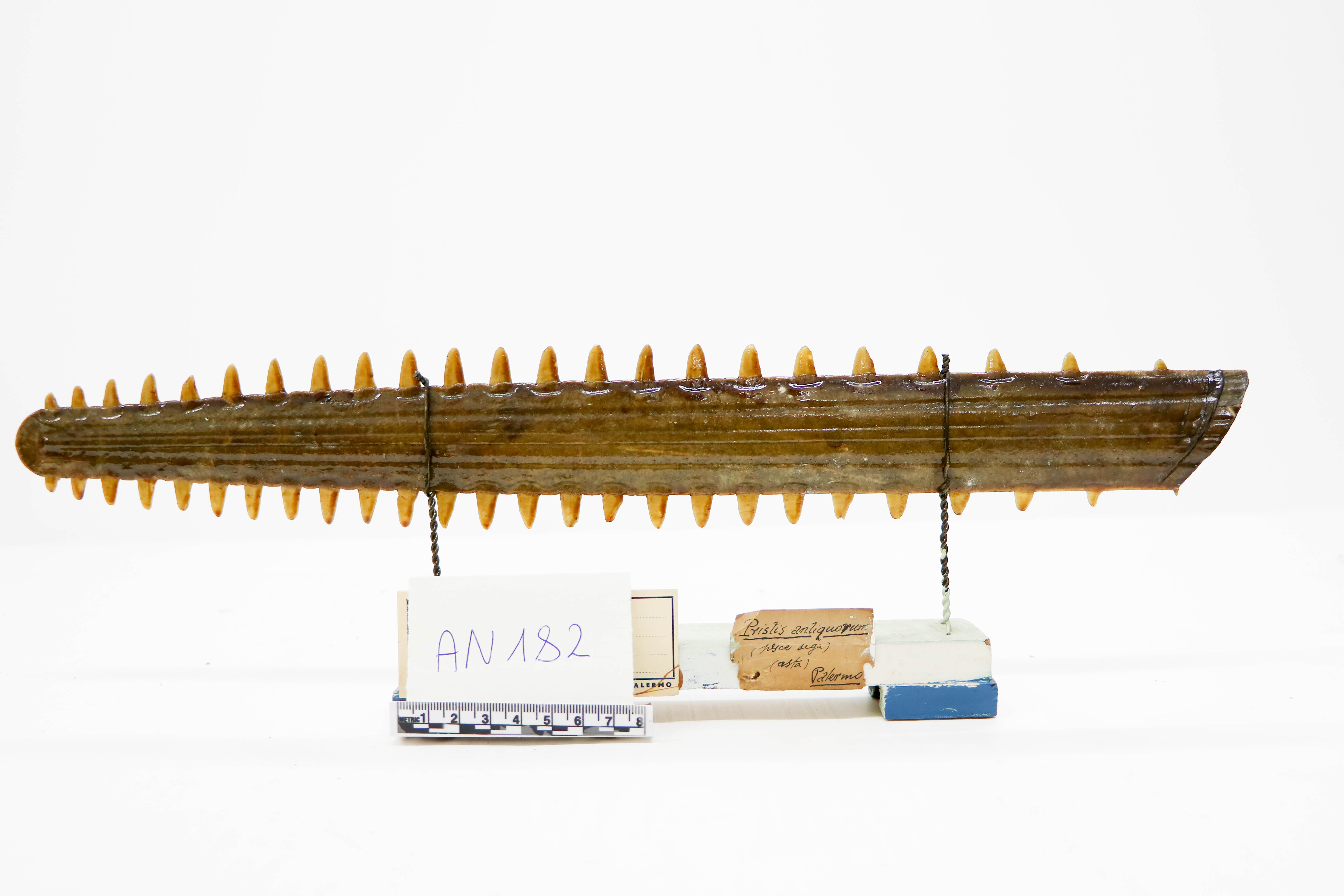 Vertebrati/ Pesci cartilaginei/ Pesce sega (esemplare)