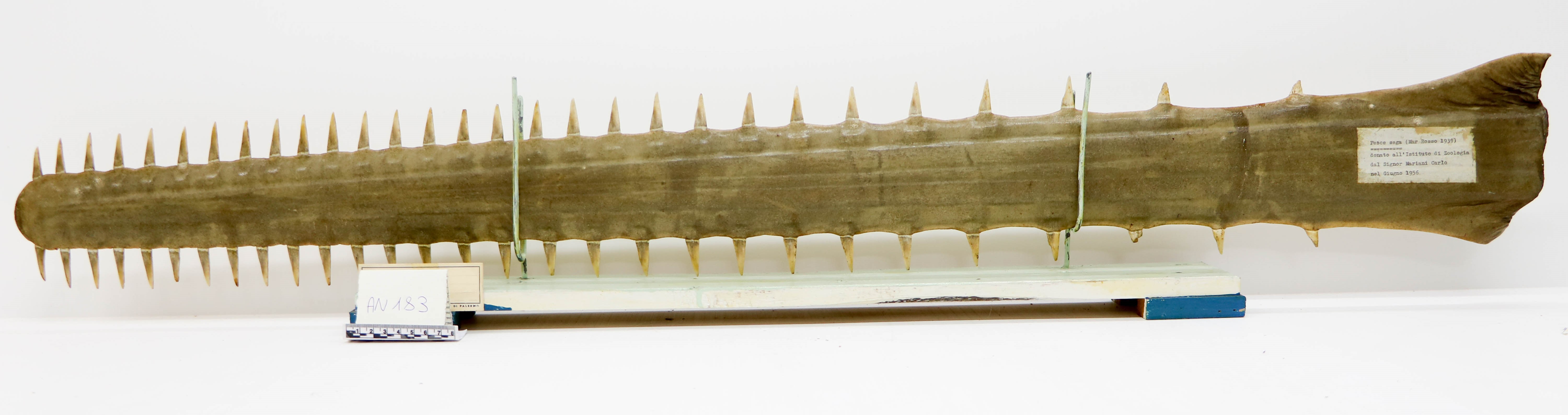 Vertebrati/ Pesci cartilaginei/ Pesce sega (esemplare)