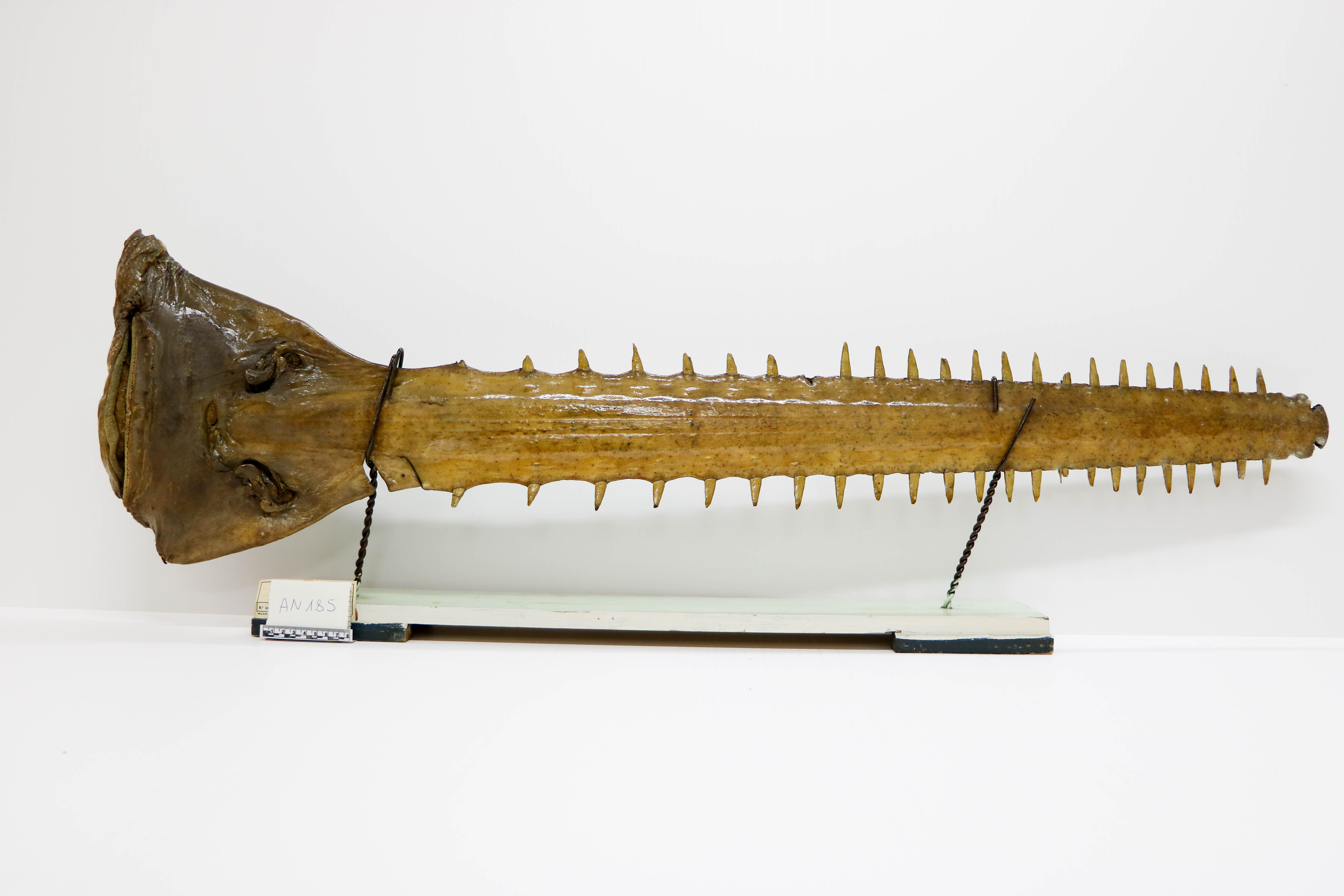 Vertebrati/ Pesci cartilaginei/ Pesce sega (esemplare)