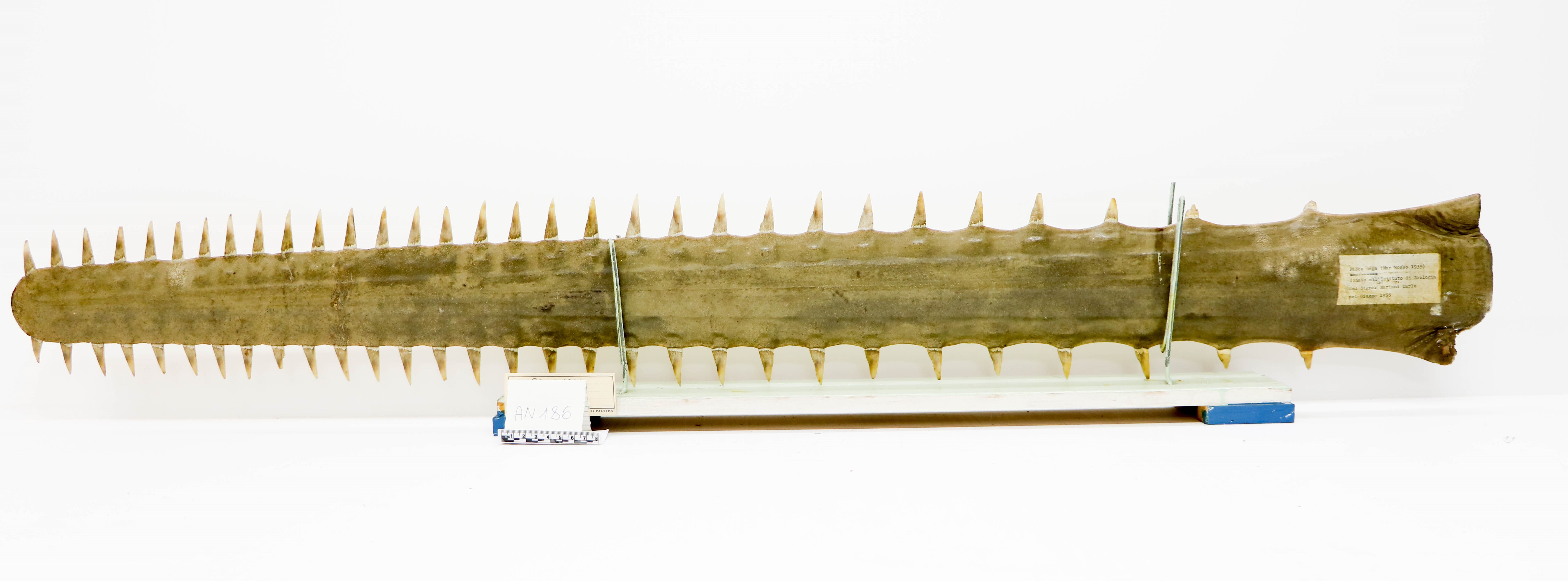 Vertebrati/ Pesci cartilaginei/ Pesce sega (esemplare)