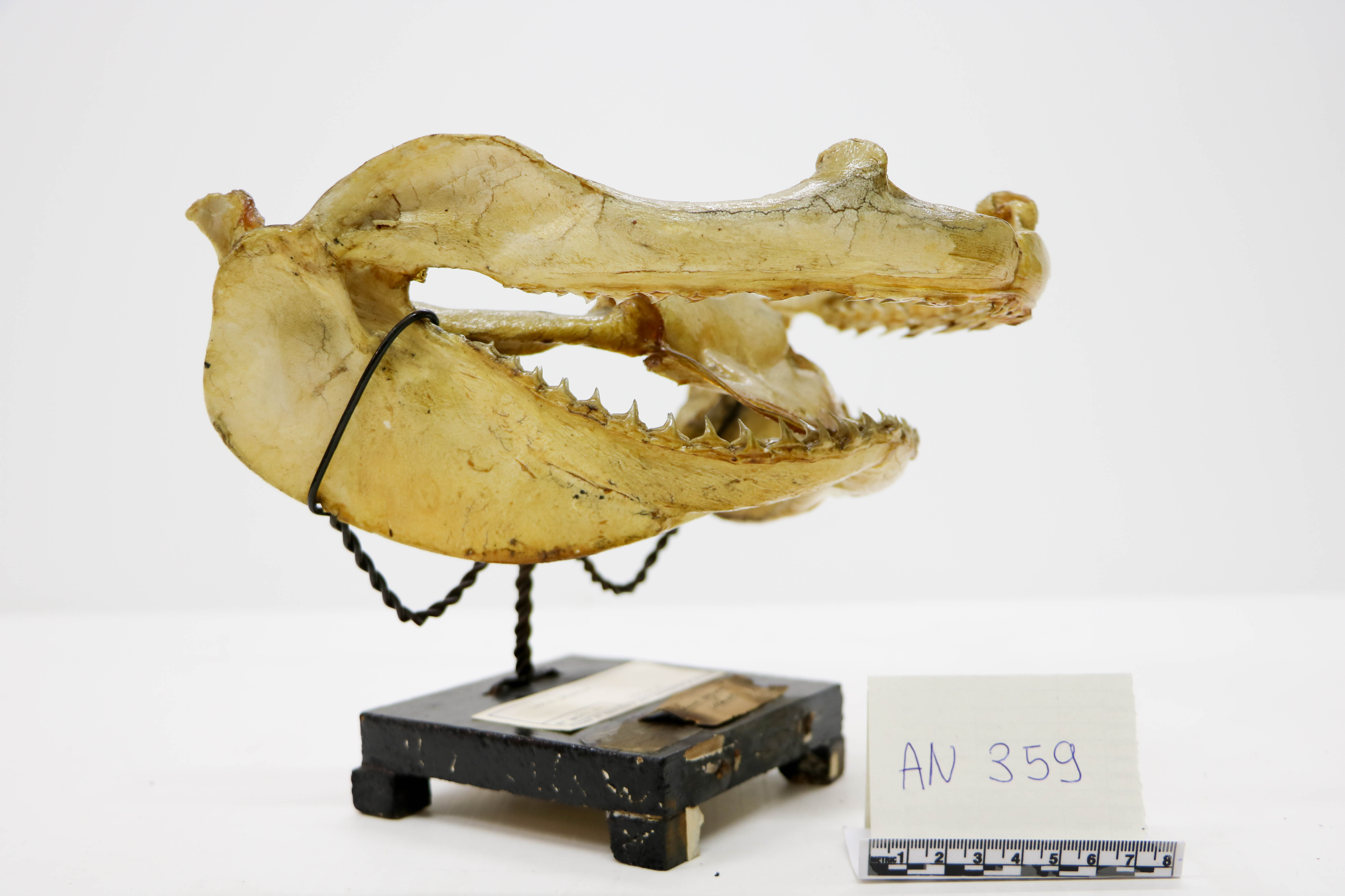 Vertebrati/ Pesci cartilaginei/ Squalo bronzeo (esemplare)