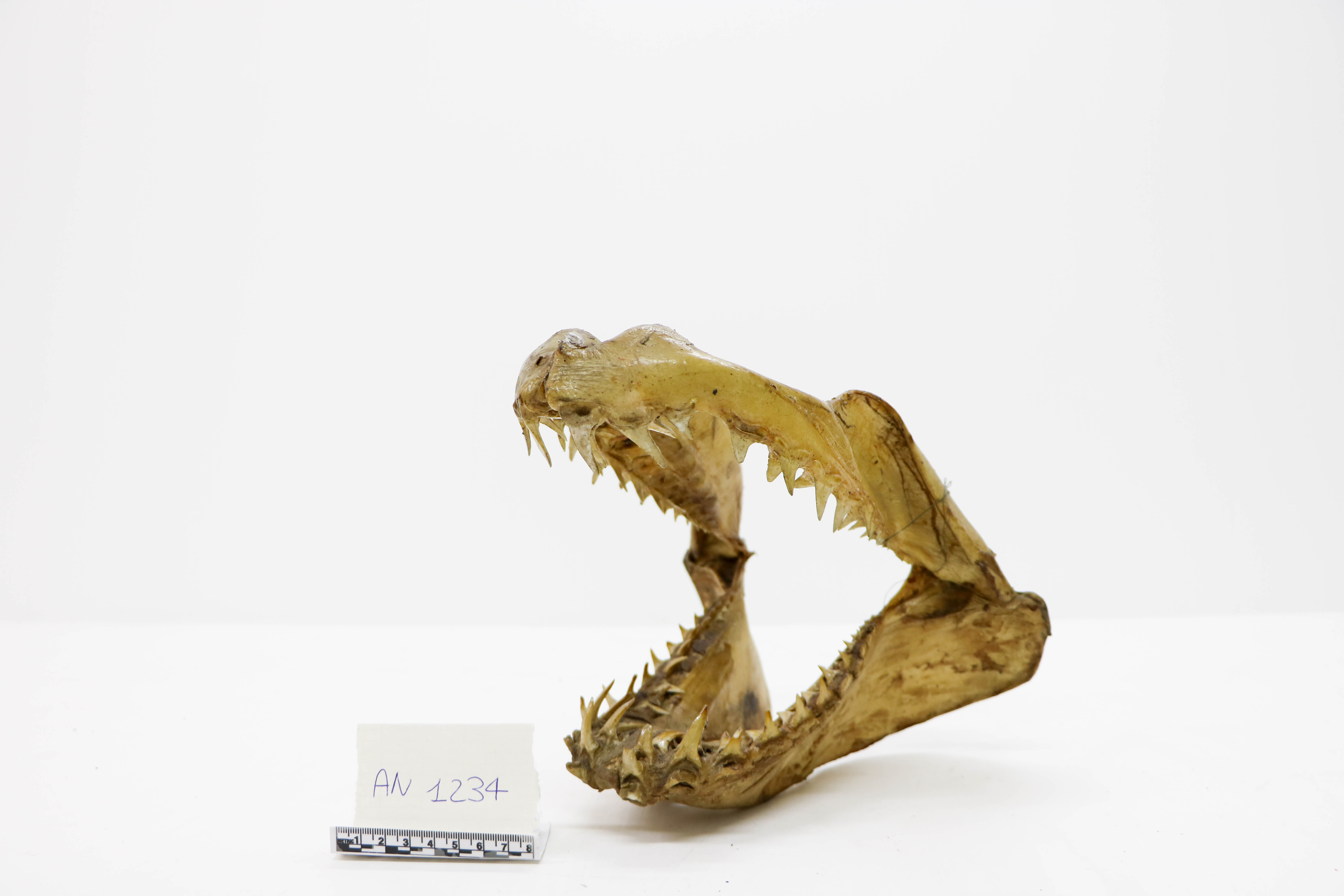 Vertebrati/ Pesci cartilaginei/ squalo mako (esemplare)