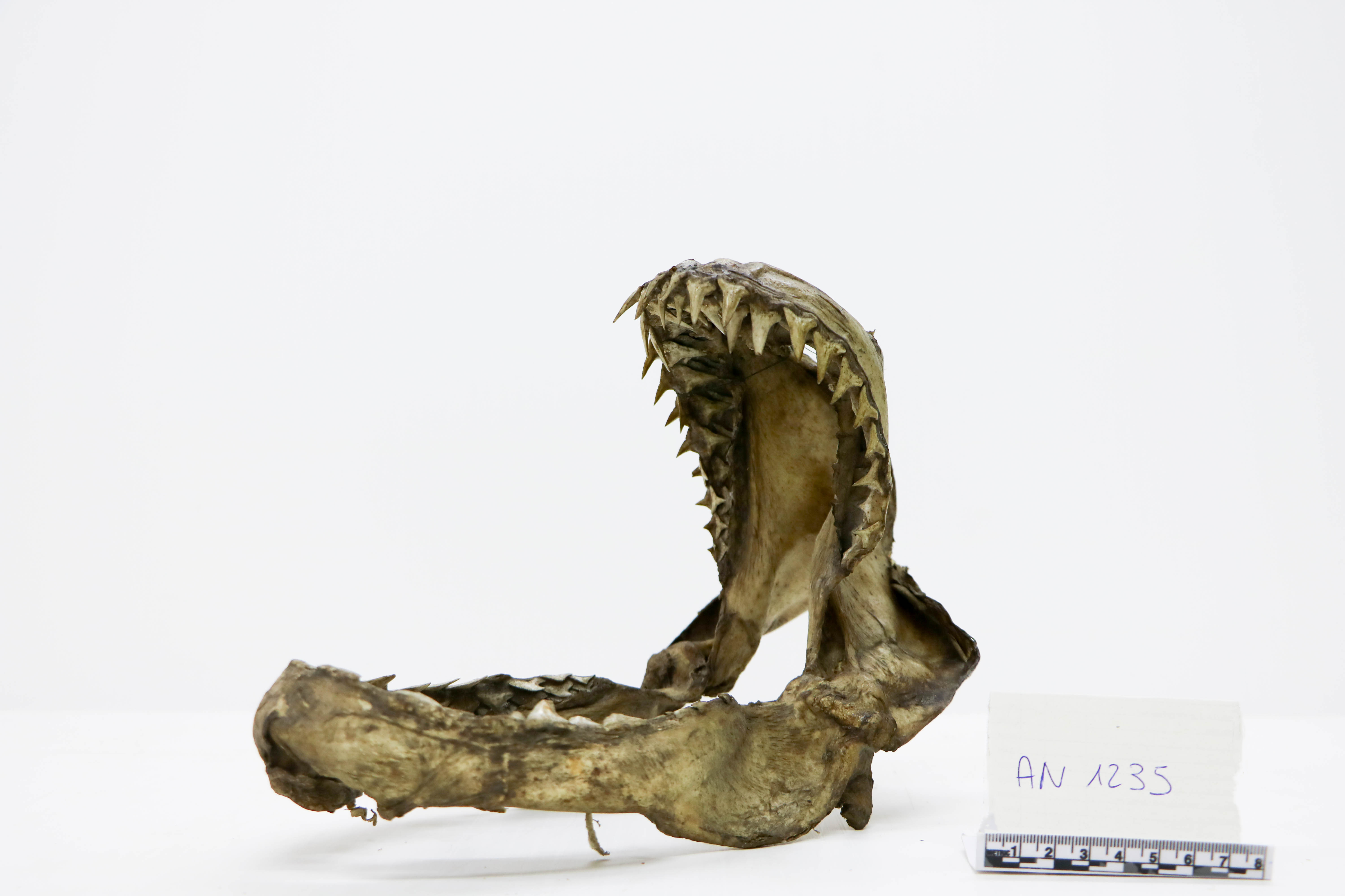 Vertebrati/ Pesci cartilaginei/ Verdesca (esemplare)