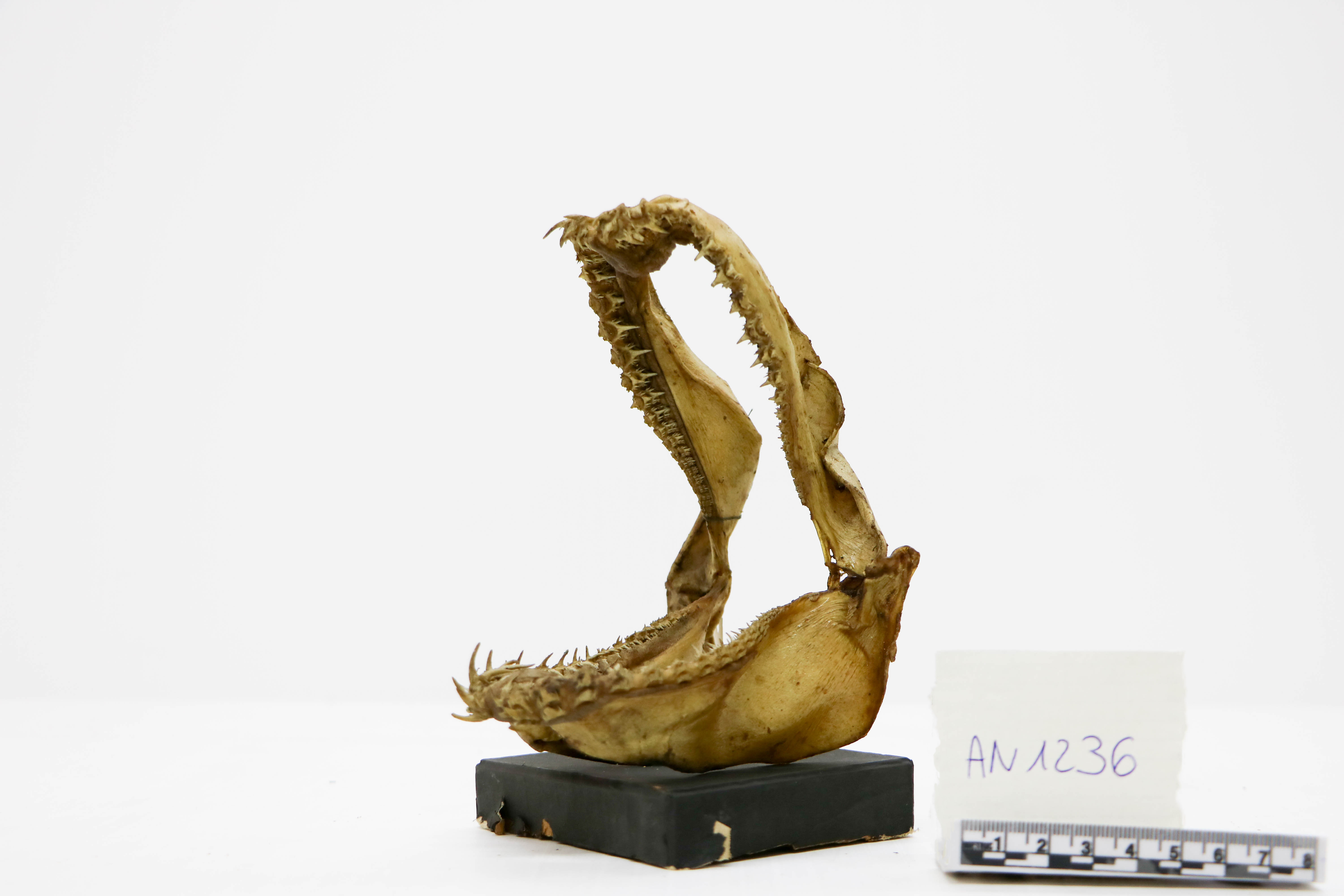 Vertebrati/ Pesci cartilaginei/ Cagnaccio (esemplare)