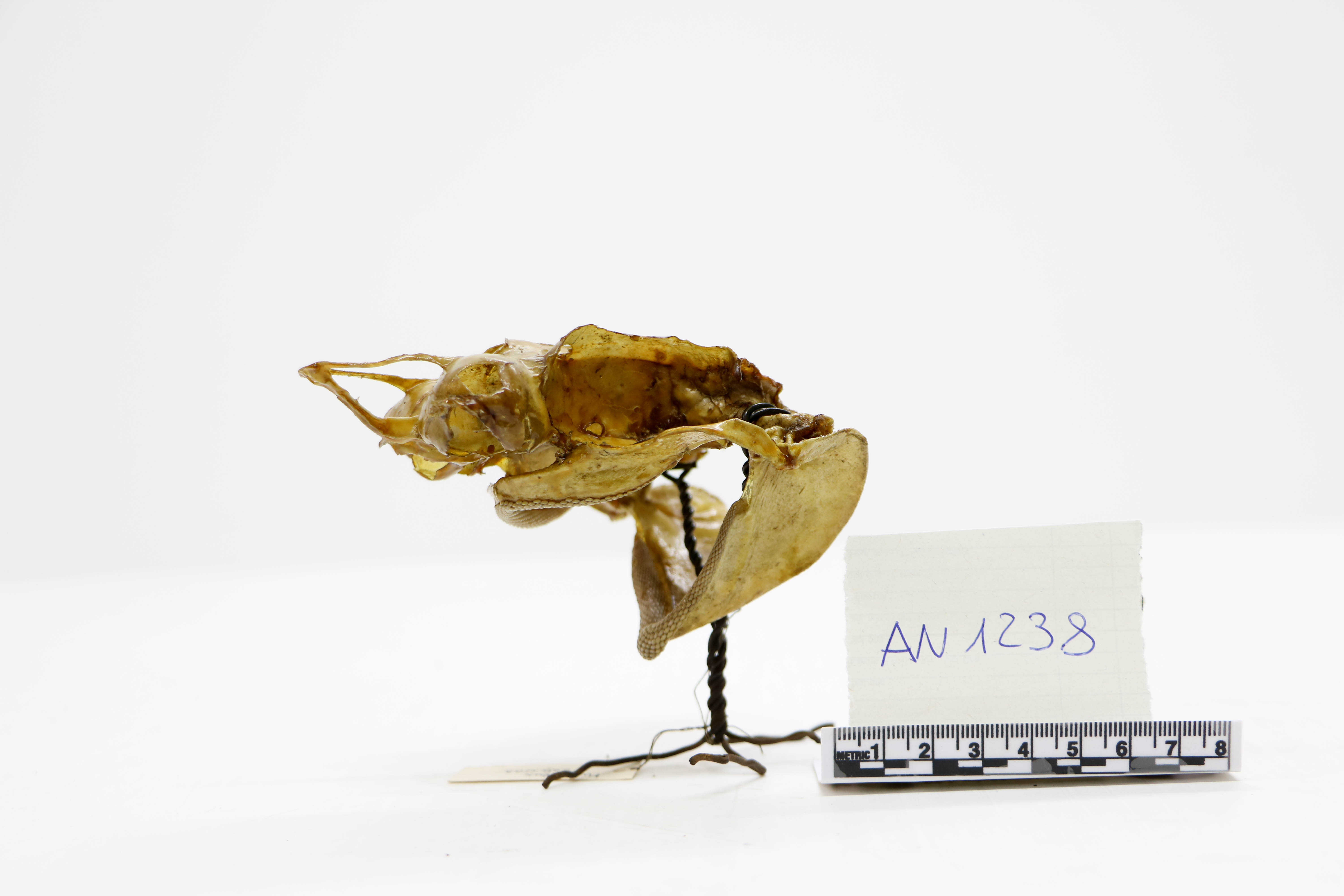 Vertebrati/ Pesci cartilaginei/ palombo stellato (esemplare)