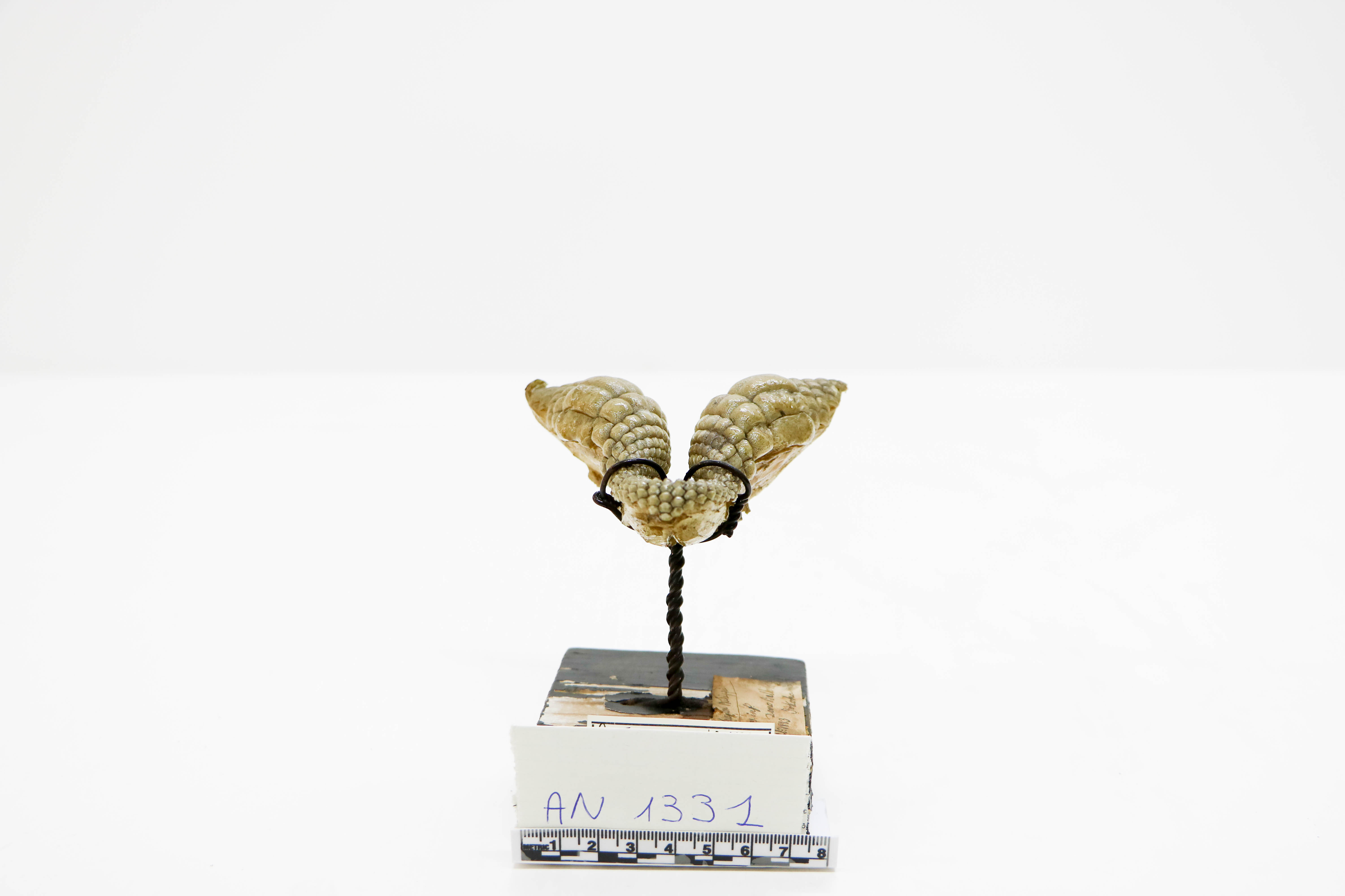 Vertebrati/ Pesci cartilaginei/ Squalo testa di toro zebrato (esemplare)