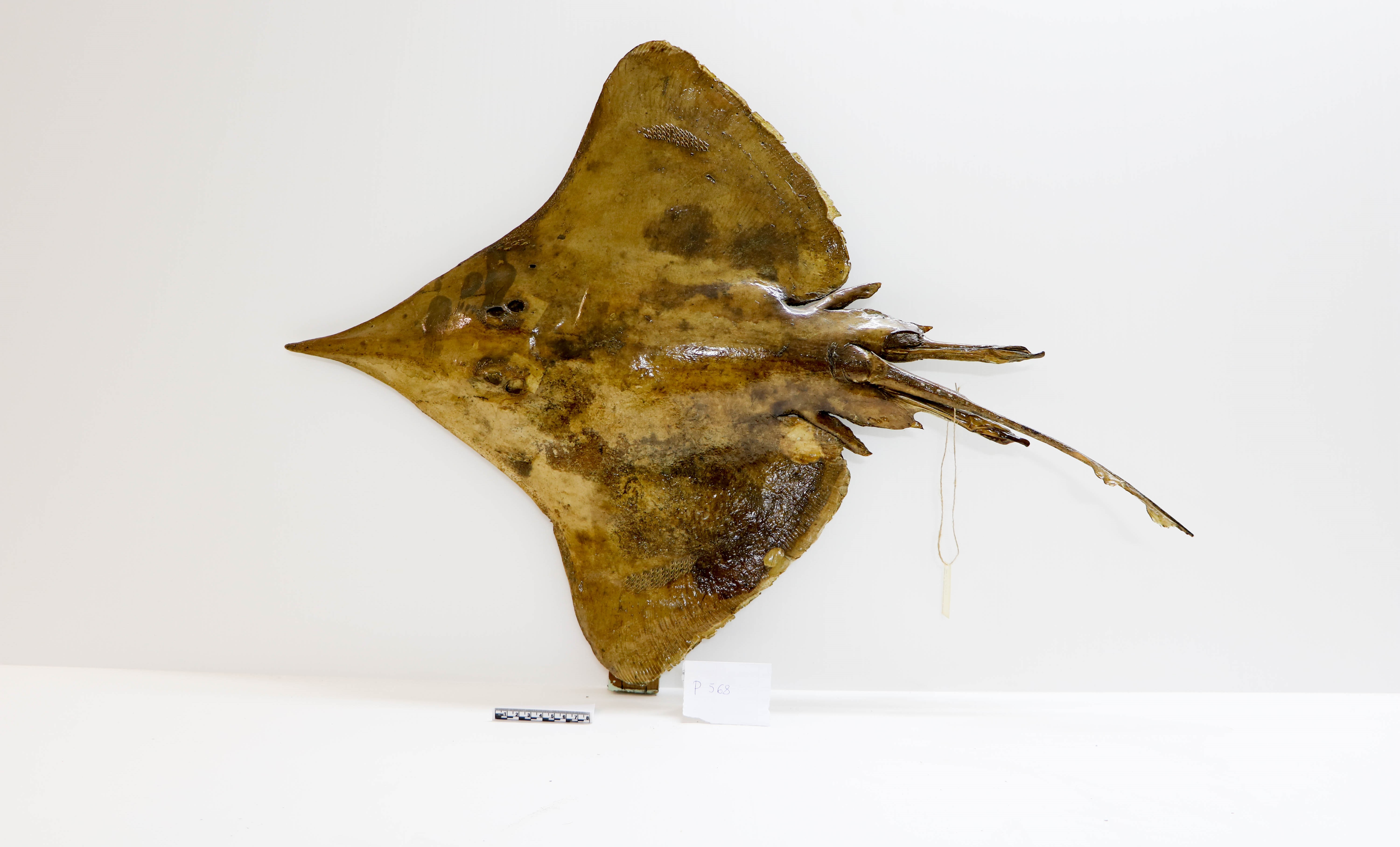 Vertebrati/ Pesci cartilaginei/ Razza monaca (esemplare)