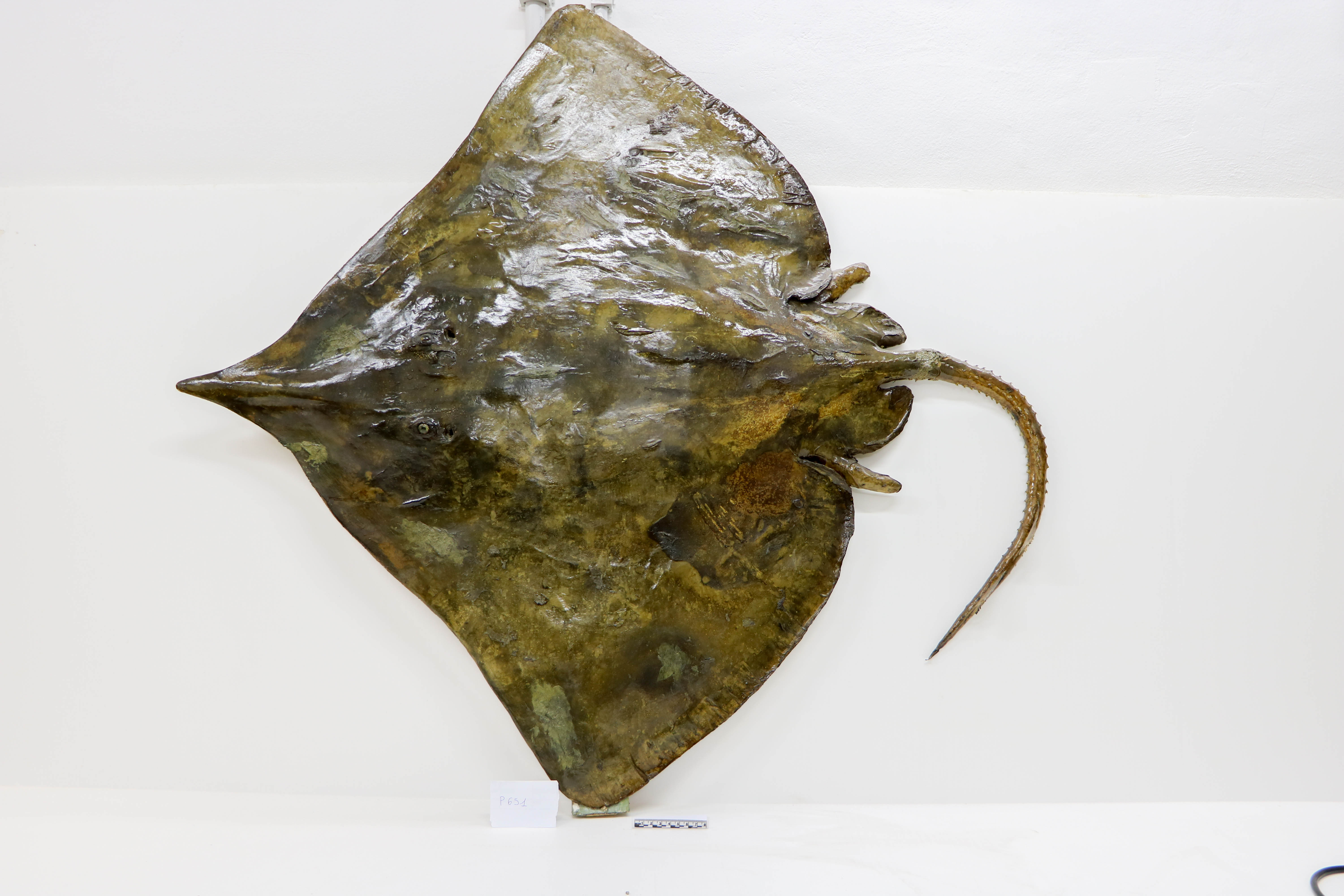 Vertebrati/ Pesci cartilaginei/ Razza norvegese (esemplare)