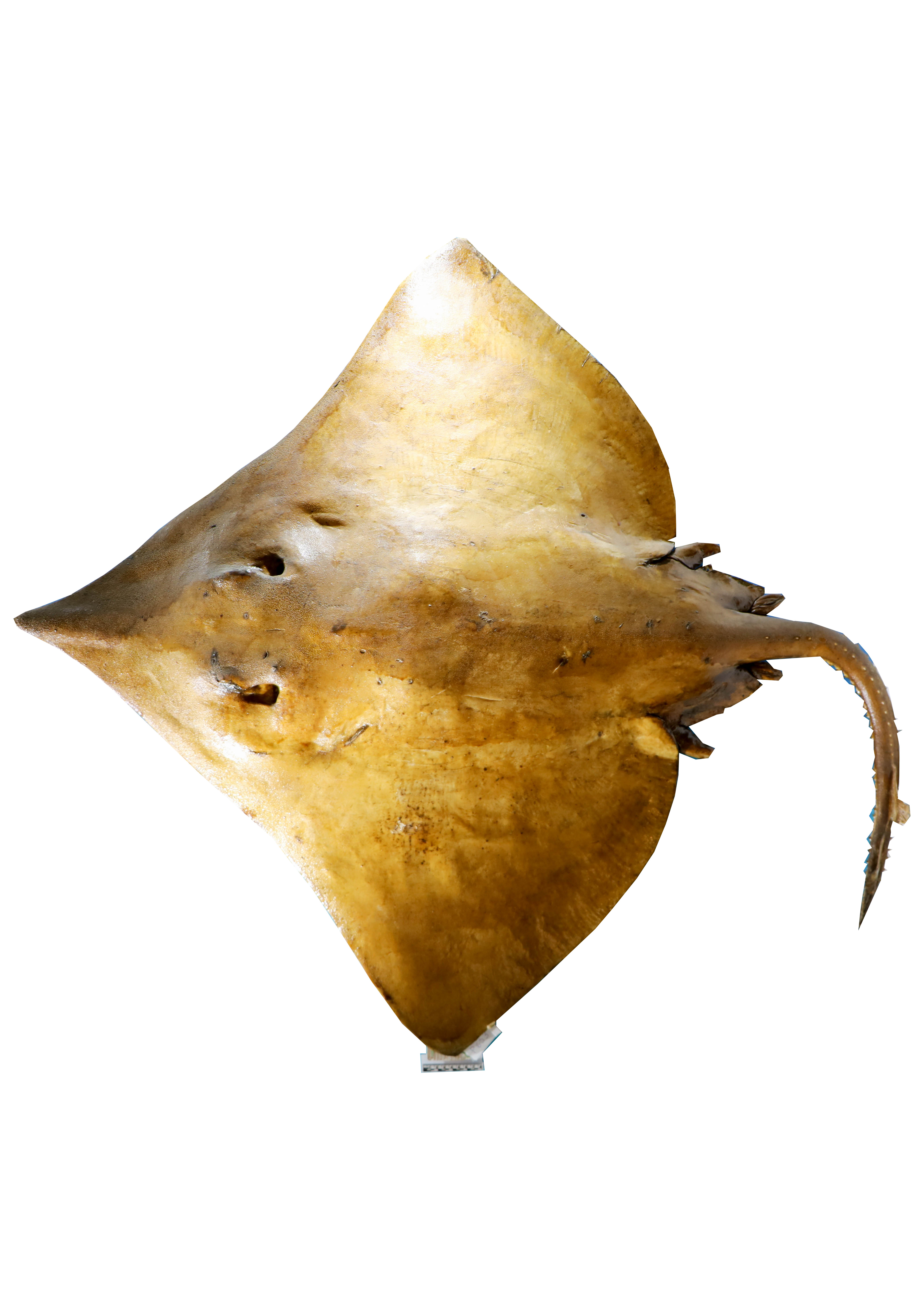 Vertebrati/ Pesci cartilaginei/ Razza bavosa (esemplare)