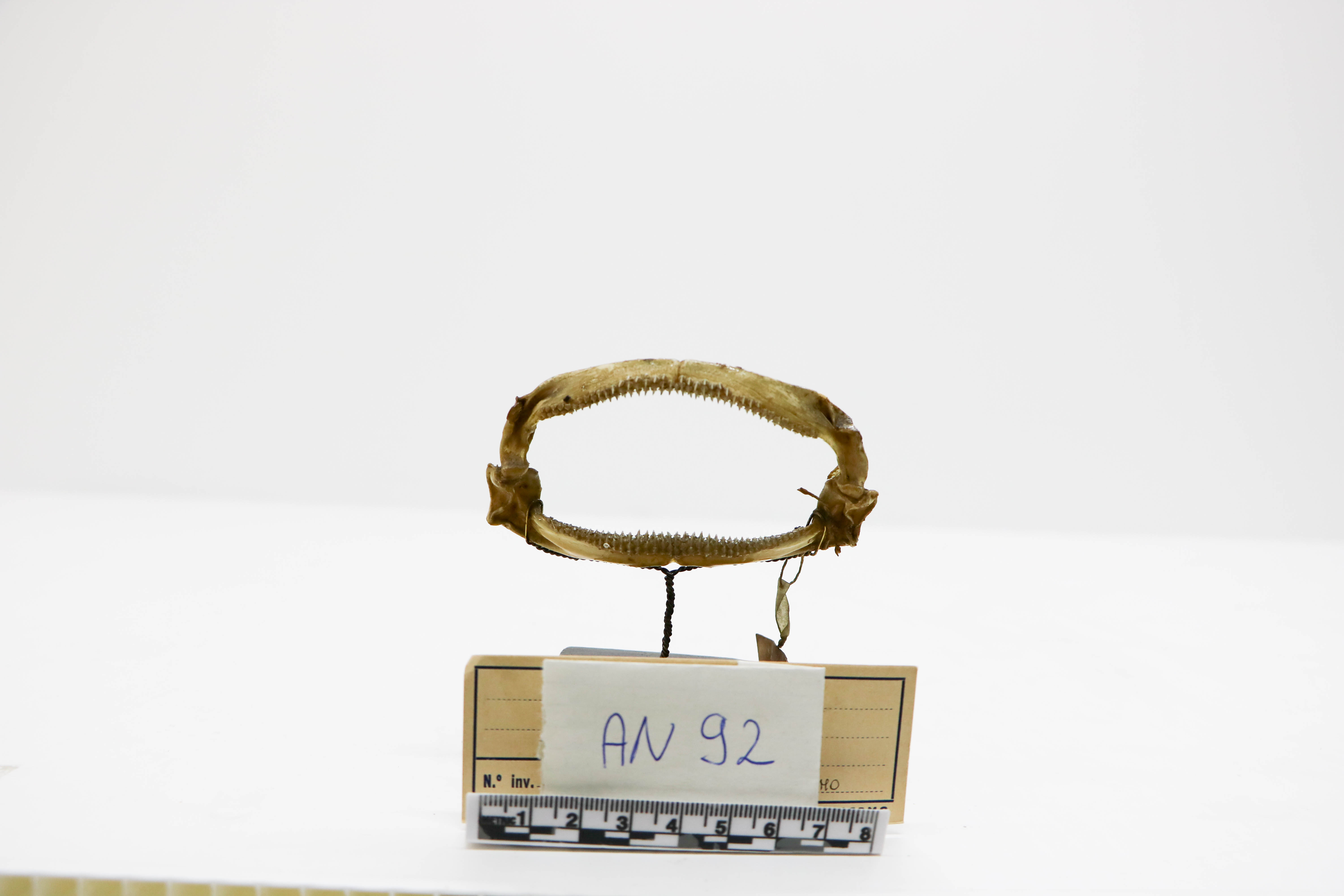 Vertebrati/ Pesci cartilaginei/ Razza bianca (esemplare)