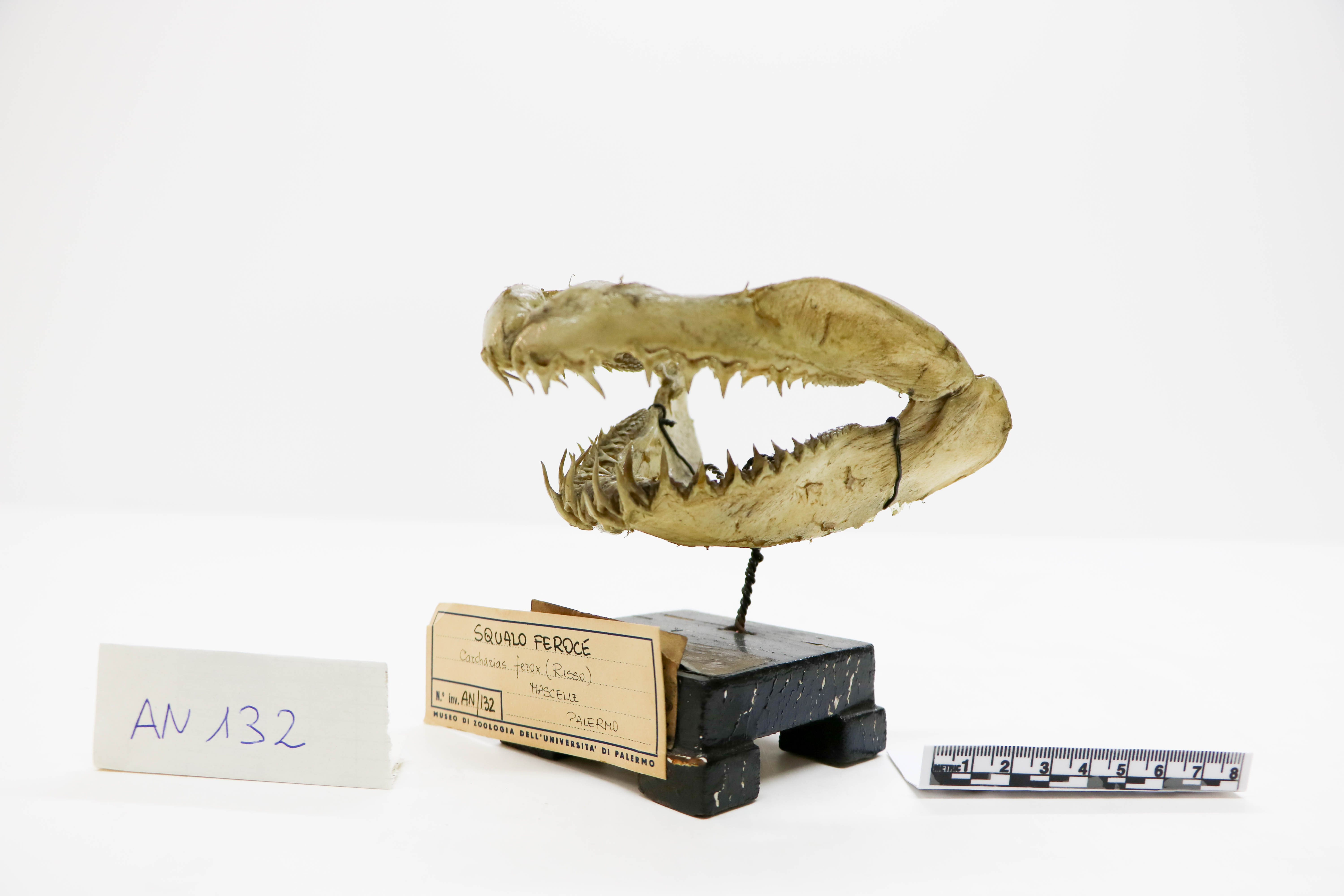 Vertebrati/ Pesci cartilaginei/ Squalo toro (esemplare)