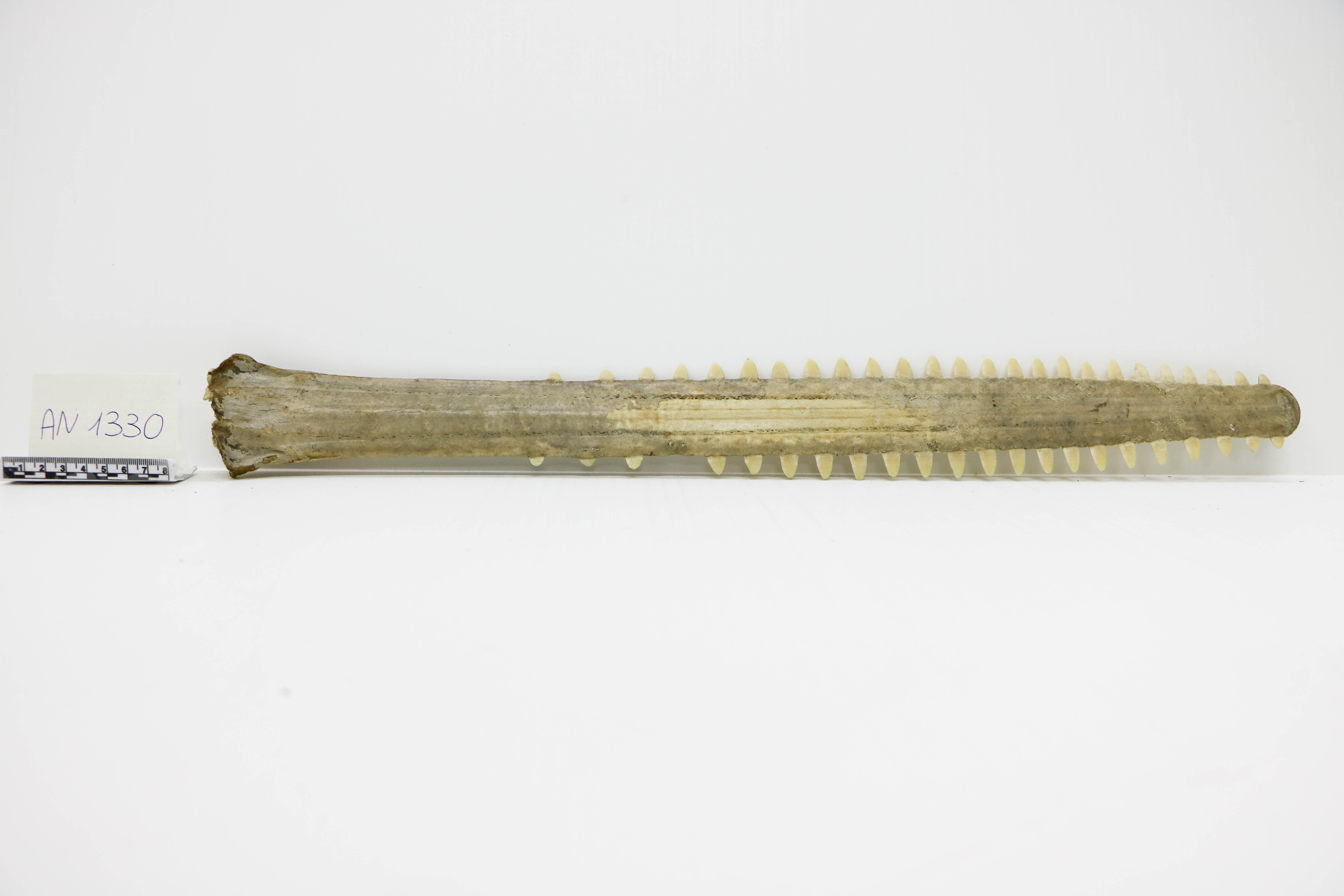 Vertebrati/ Pesci cartilaginei/ Pesce sega (esemplare)