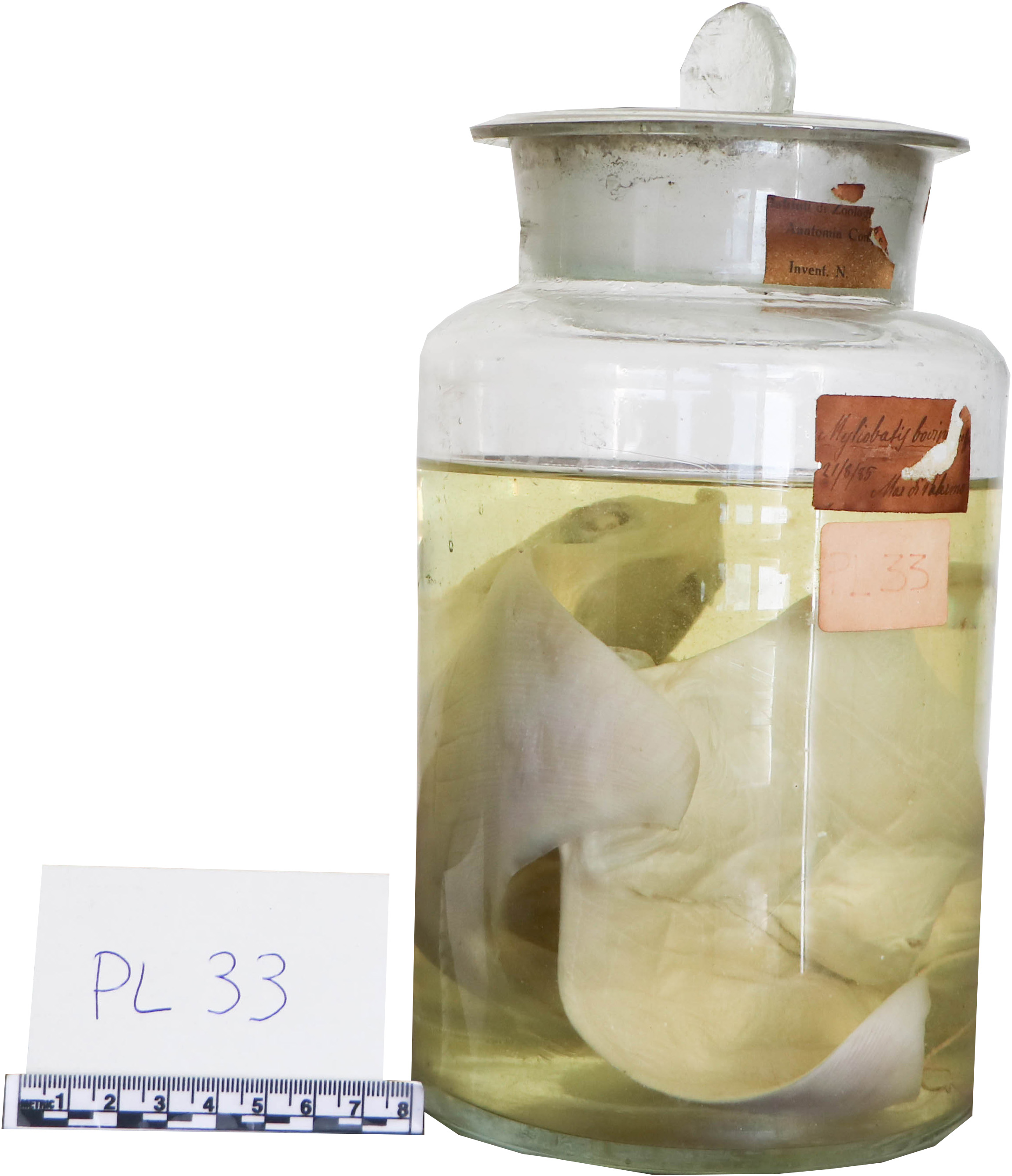 Vertebrati/ Pesci cartilaginei/ Pesce vescovo (esemplare)